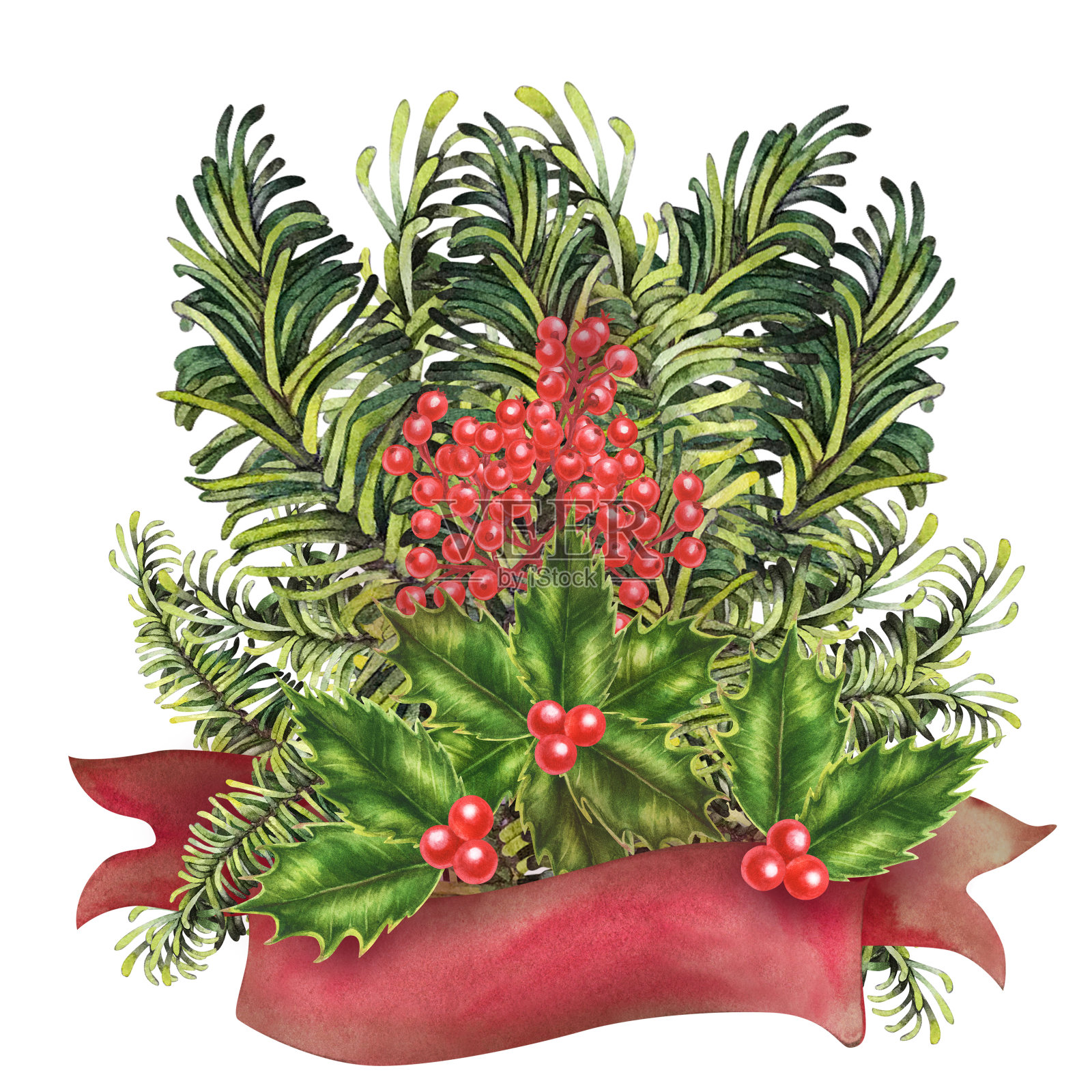 圣诞花束与纸丝带横幅与绿色冷杉枝，冬青浆果。水彩植物插图孤立在白色背面。复古卷的文本模板。红色卷纸插画图片素材