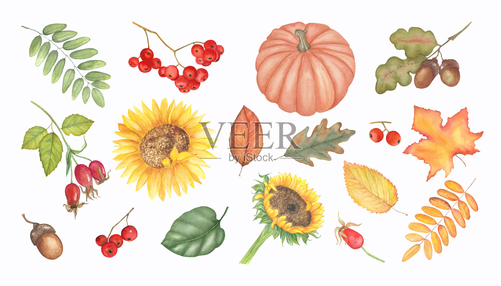 手绘秋叶、南瓜、向日葵和浆果插画图片素材