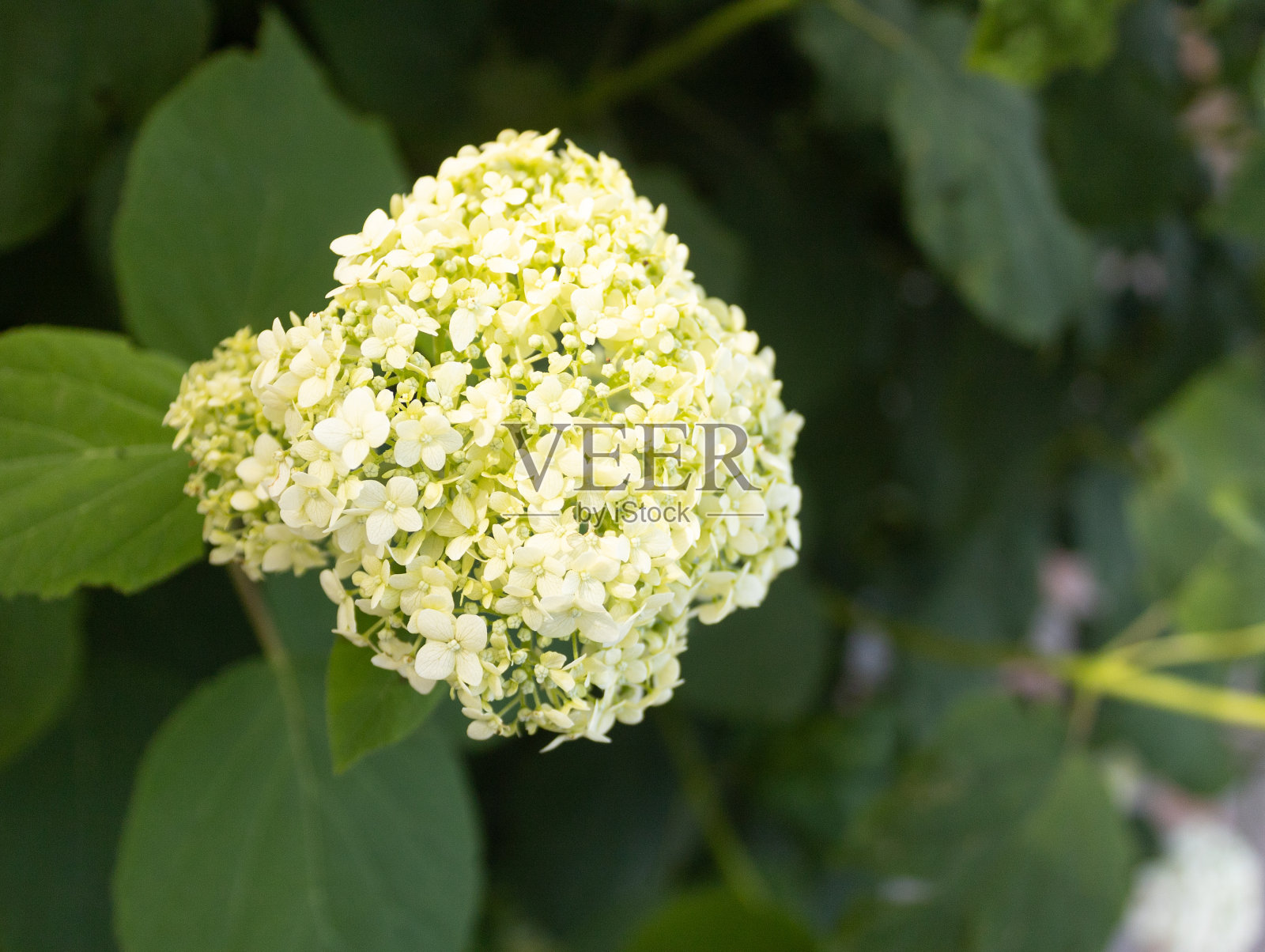 灌木上的绿色绣球花照片摄影图片