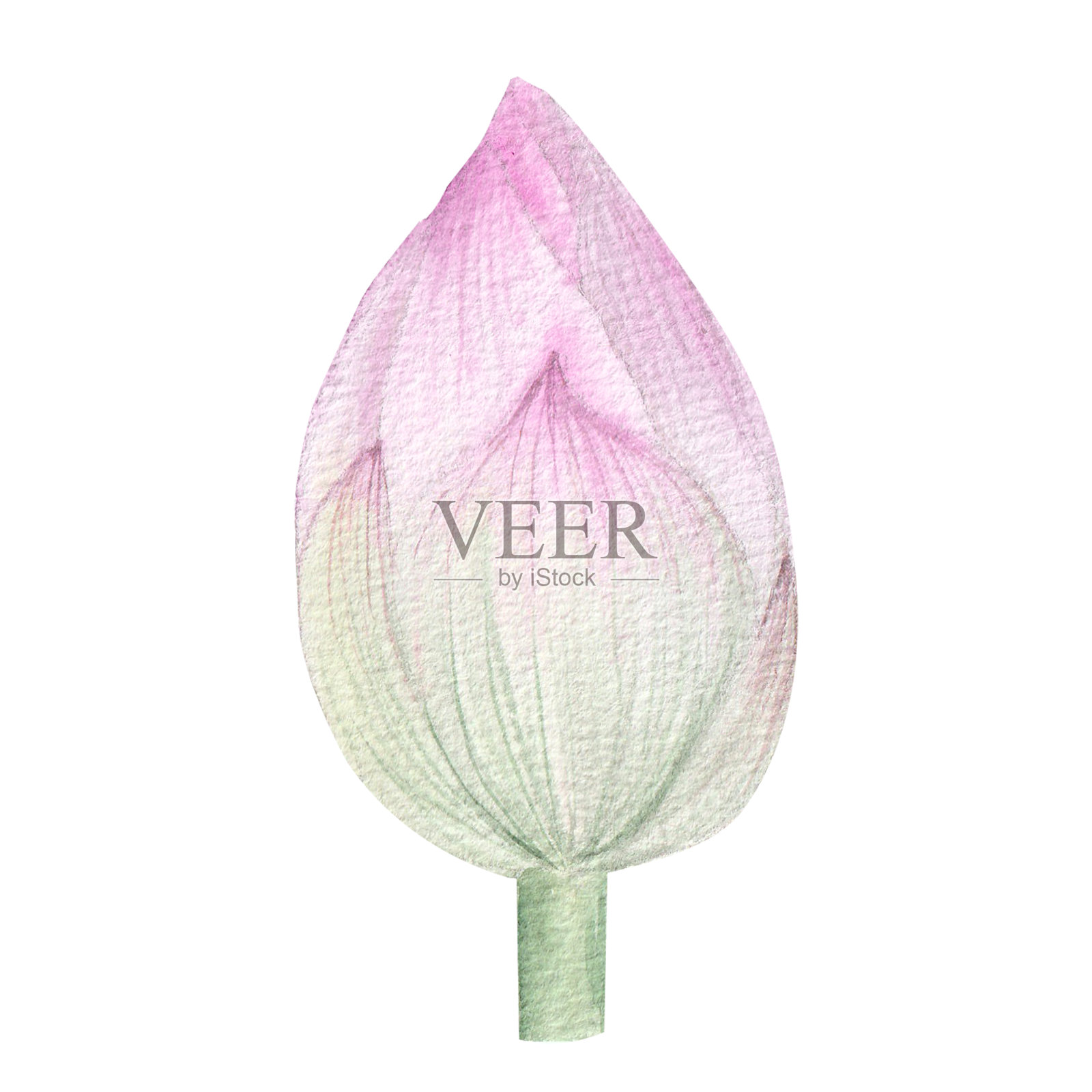 荷花。手绘水彩插图粉红色的睡莲，绿色的叶子和种子。植物绘画。配以荷花作图案。插画图片素材