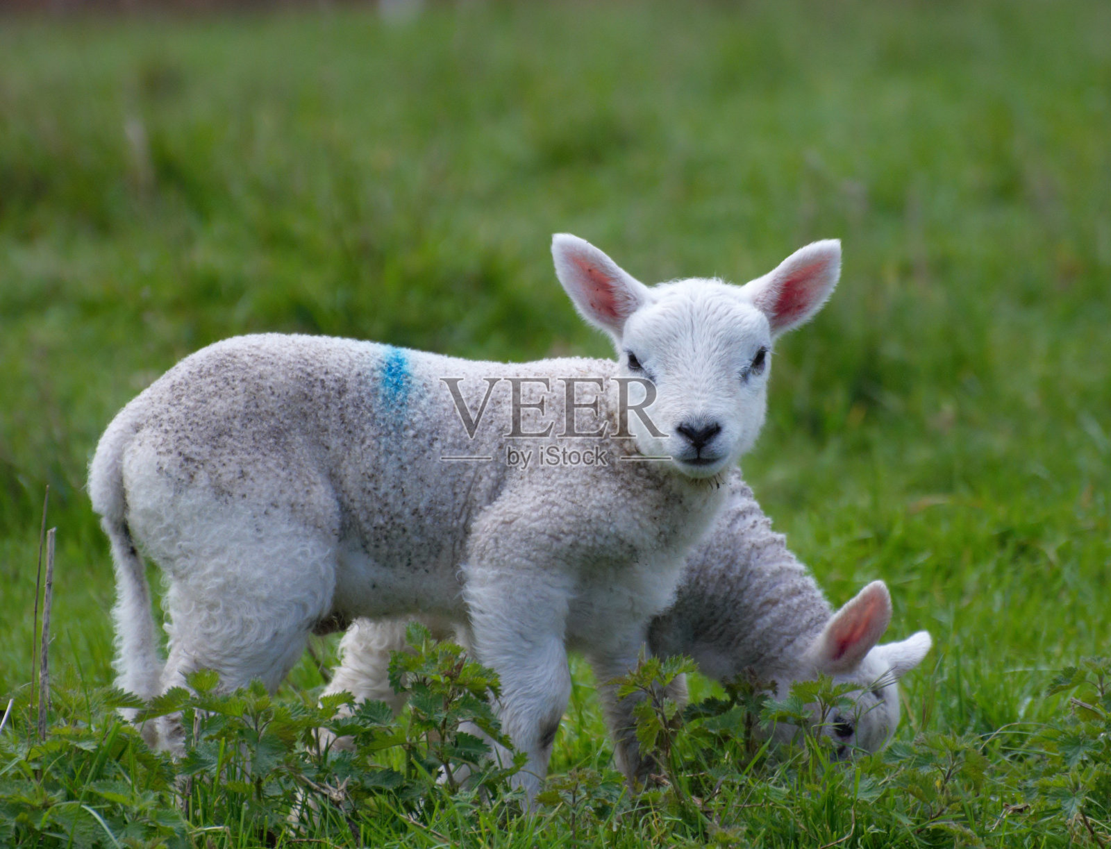 羊羔照片摄影图片