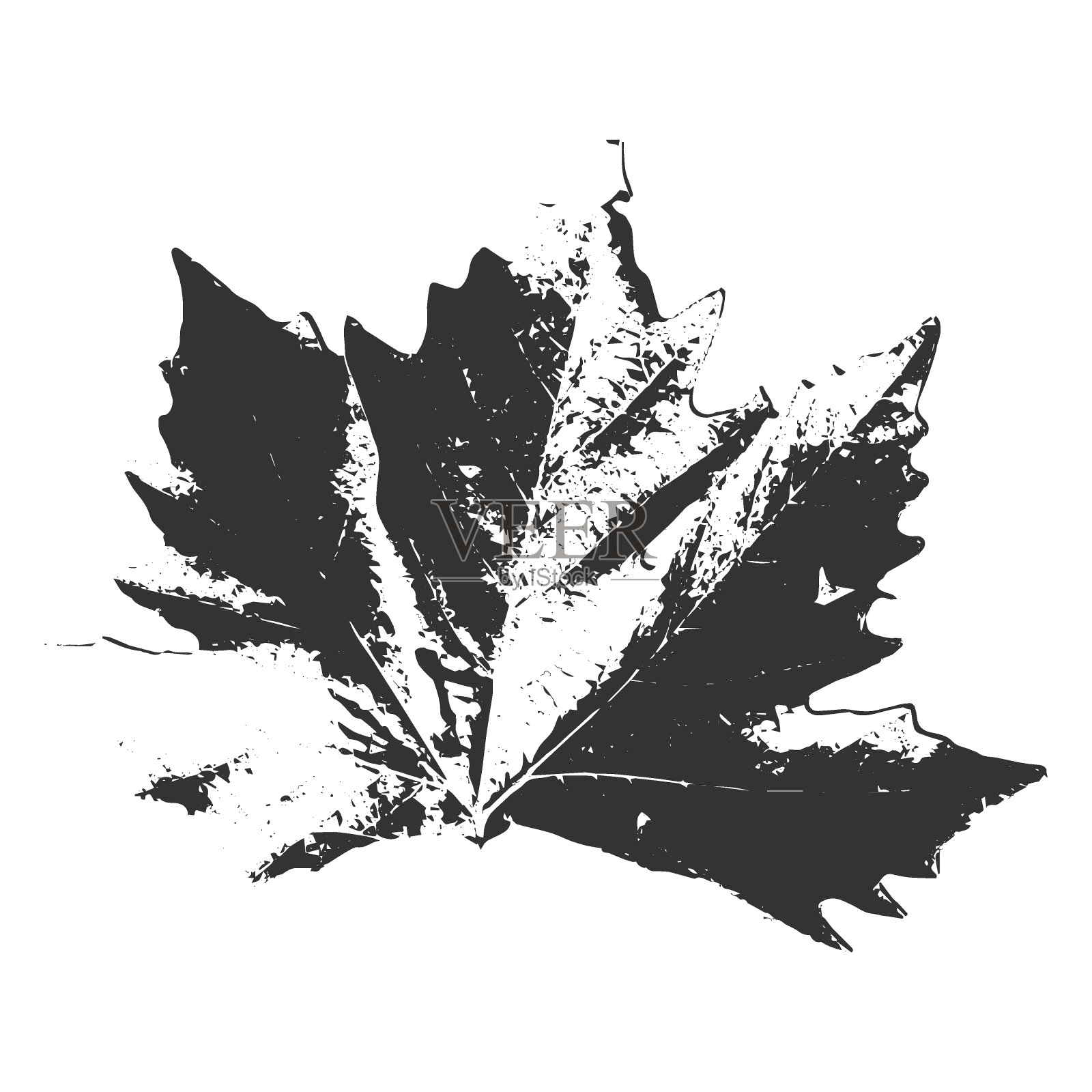 黑印秋天的枫叶。孤立的跟踪墨水掉落物体。透明背景上的复古矢量插图插画图片素材