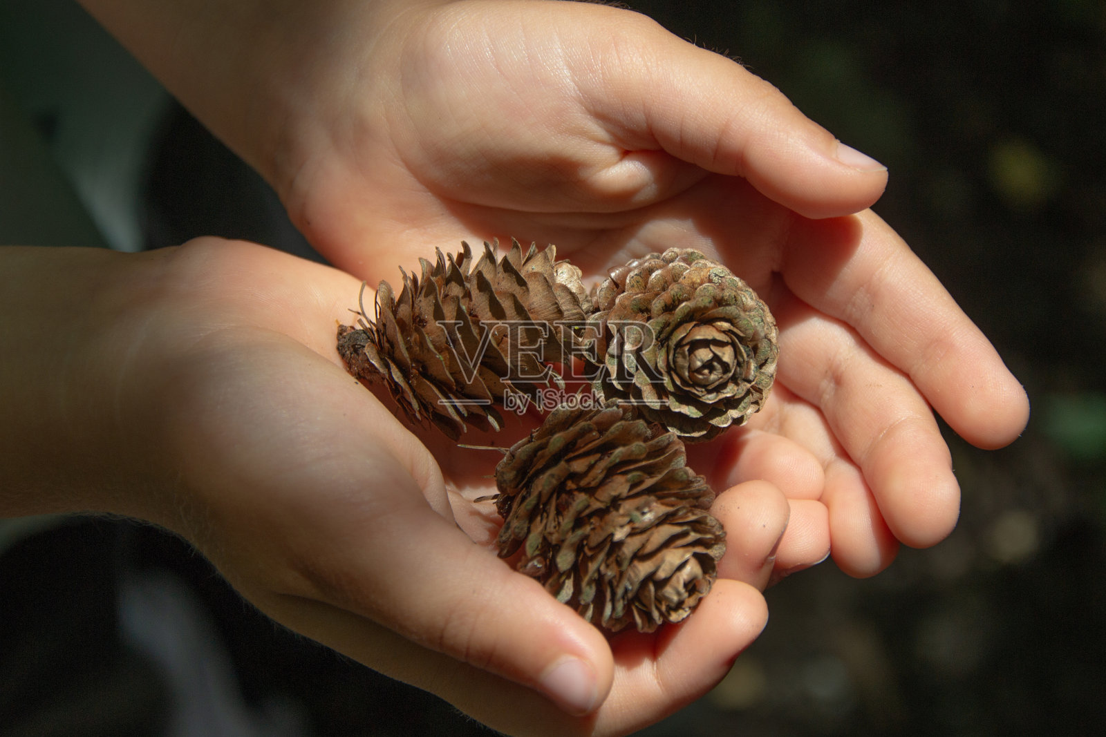 孩子手里拿着松果照片摄影图片