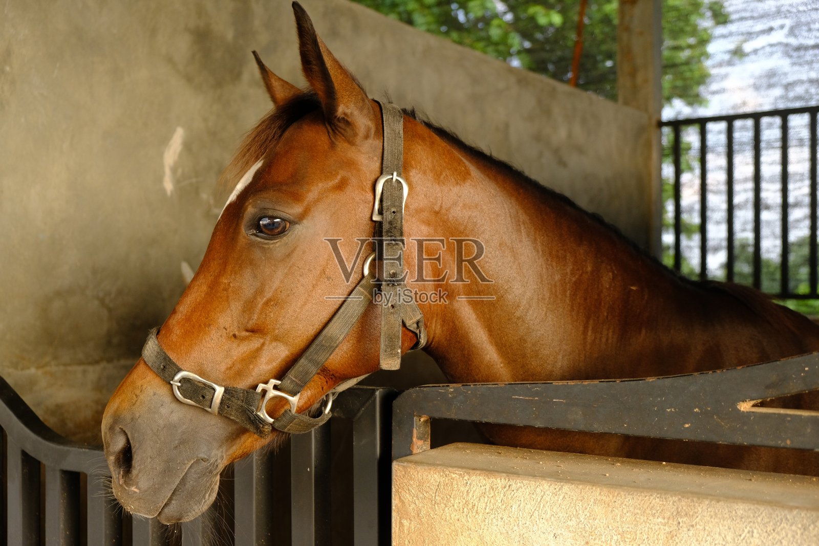 马是一种驯养的单趾、奇趾有蹄哺乳动物。它在分类学上属于马尾科。马厩里的赛马。科仕caballus照片摄影图片
