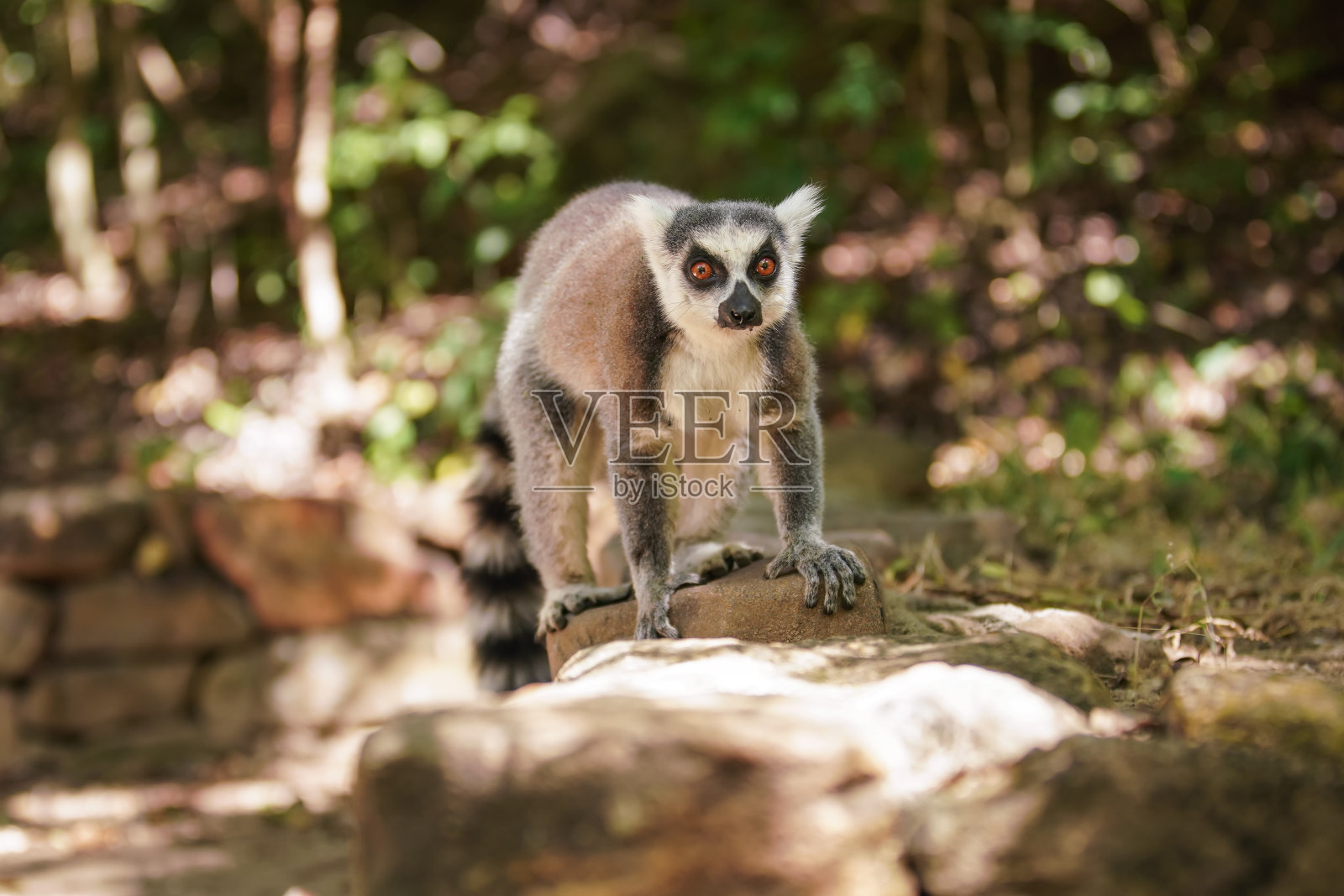 马达加斯加特有的环尾链鼻猴——狐猴——在自然丛林栖息地，在旅游公路附近的小岩石上行走。伊萨洛国家公园照片摄影图片