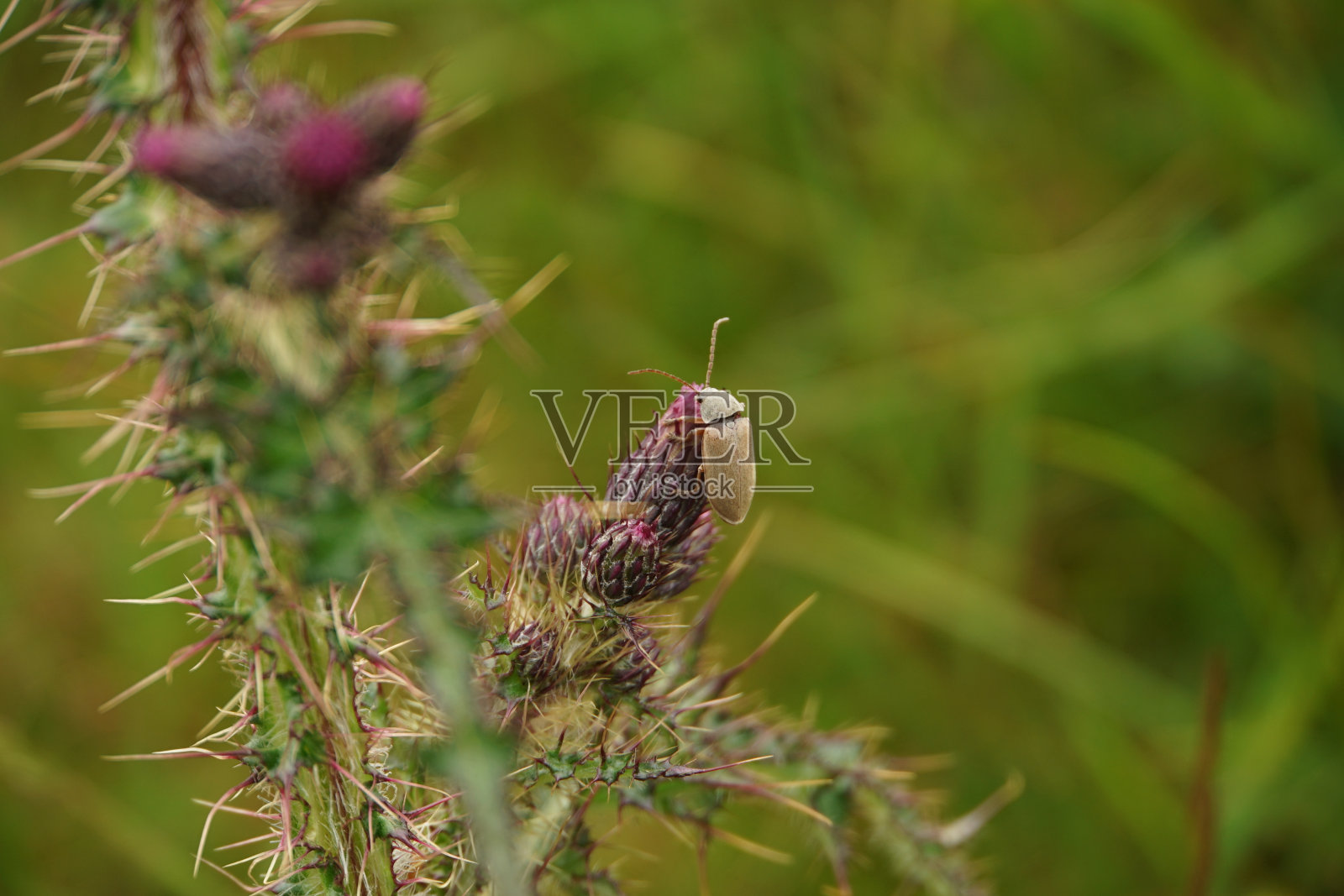兰花甲虫喂食照片摄影图片