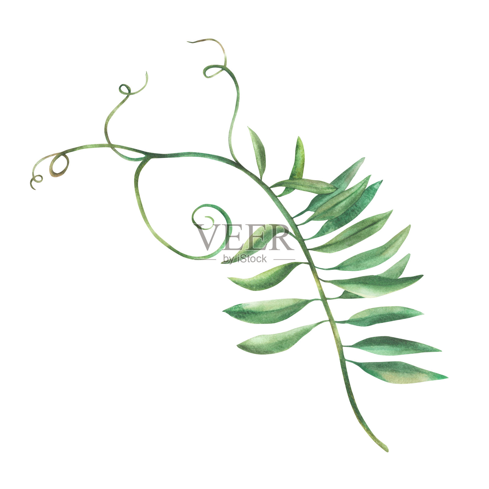 老鼠豌豆花小枝。水彩花卉插图。与背景分离的卷曲的绿叶插画图片素材