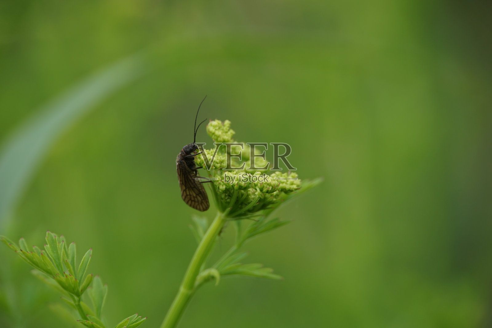 桤木蝇饲养照片摄影图片