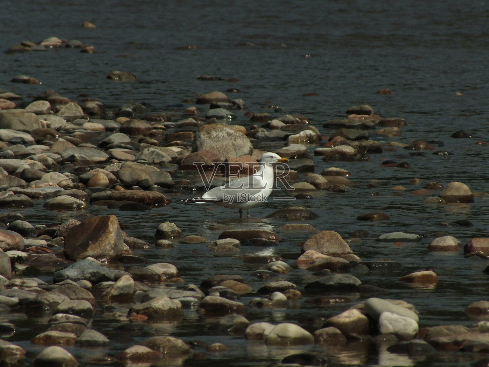 鲱鱼海鸥涉水照片摄影图片