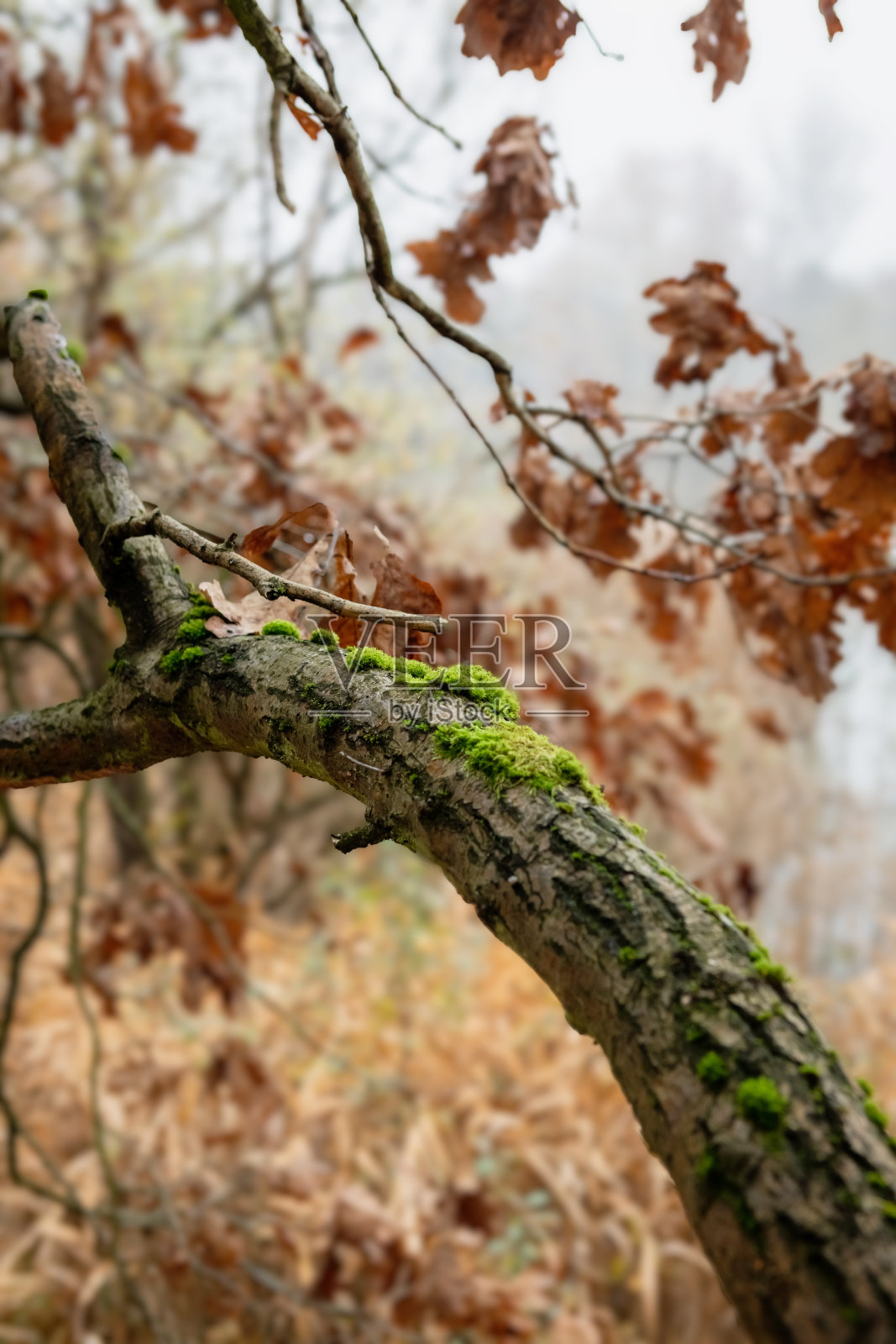 树枝的特写，背景中有绿色的苔藓和棕色的叶子照片摄影图片