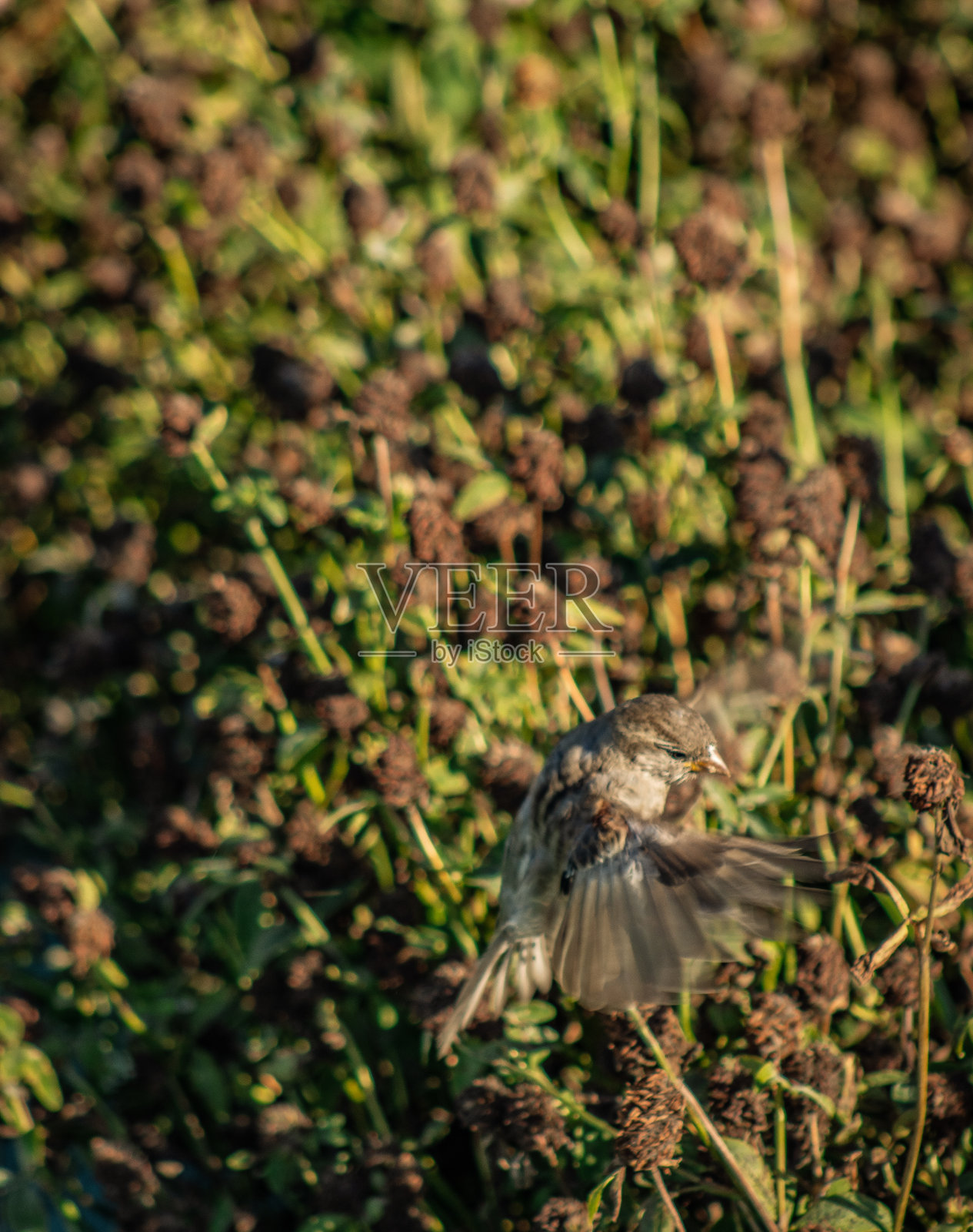 麻雀照片摄影图片