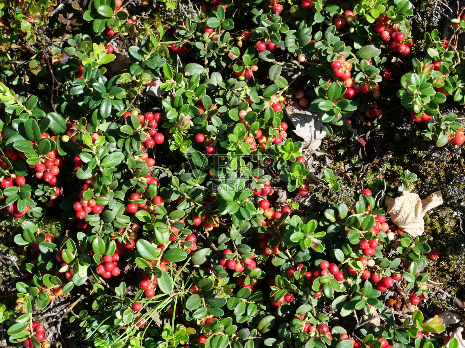 满是成熟越橘的野生灌木照片摄影图片