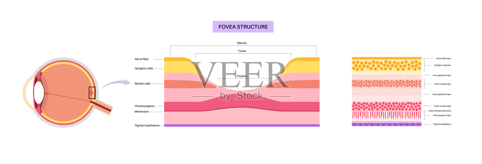 黄斑中心凹和中心小凹插画图片素材
