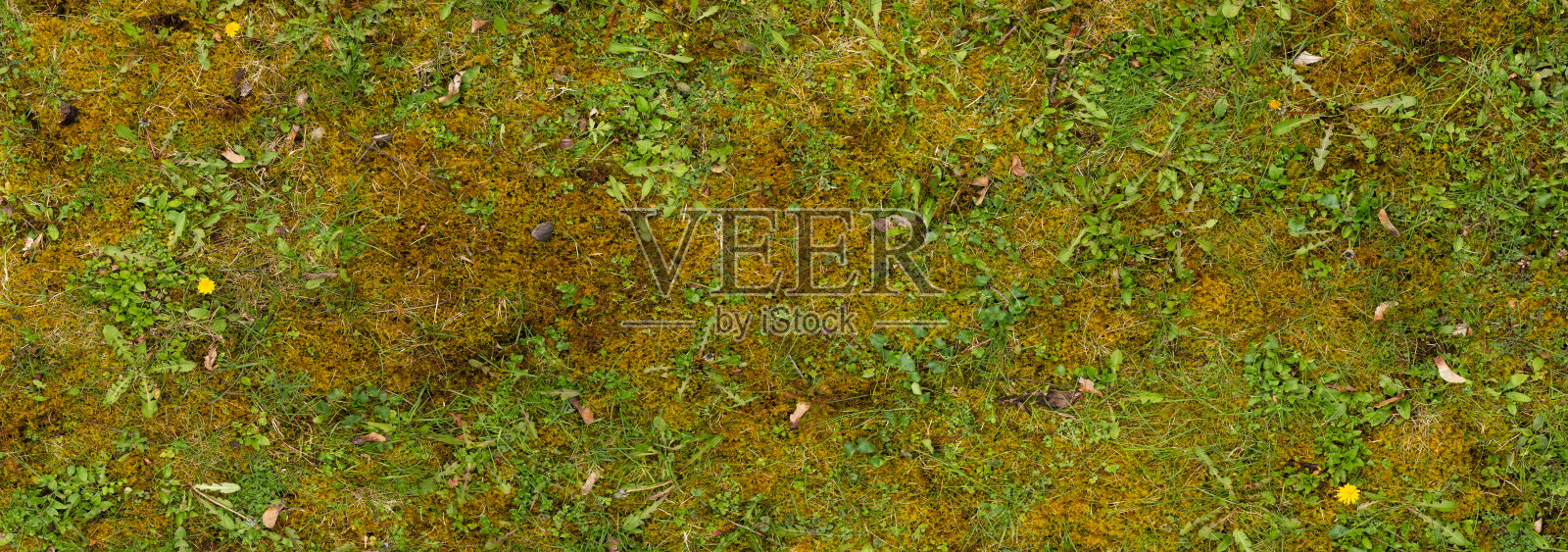 草高质量全景纹理背景照片摄影图片