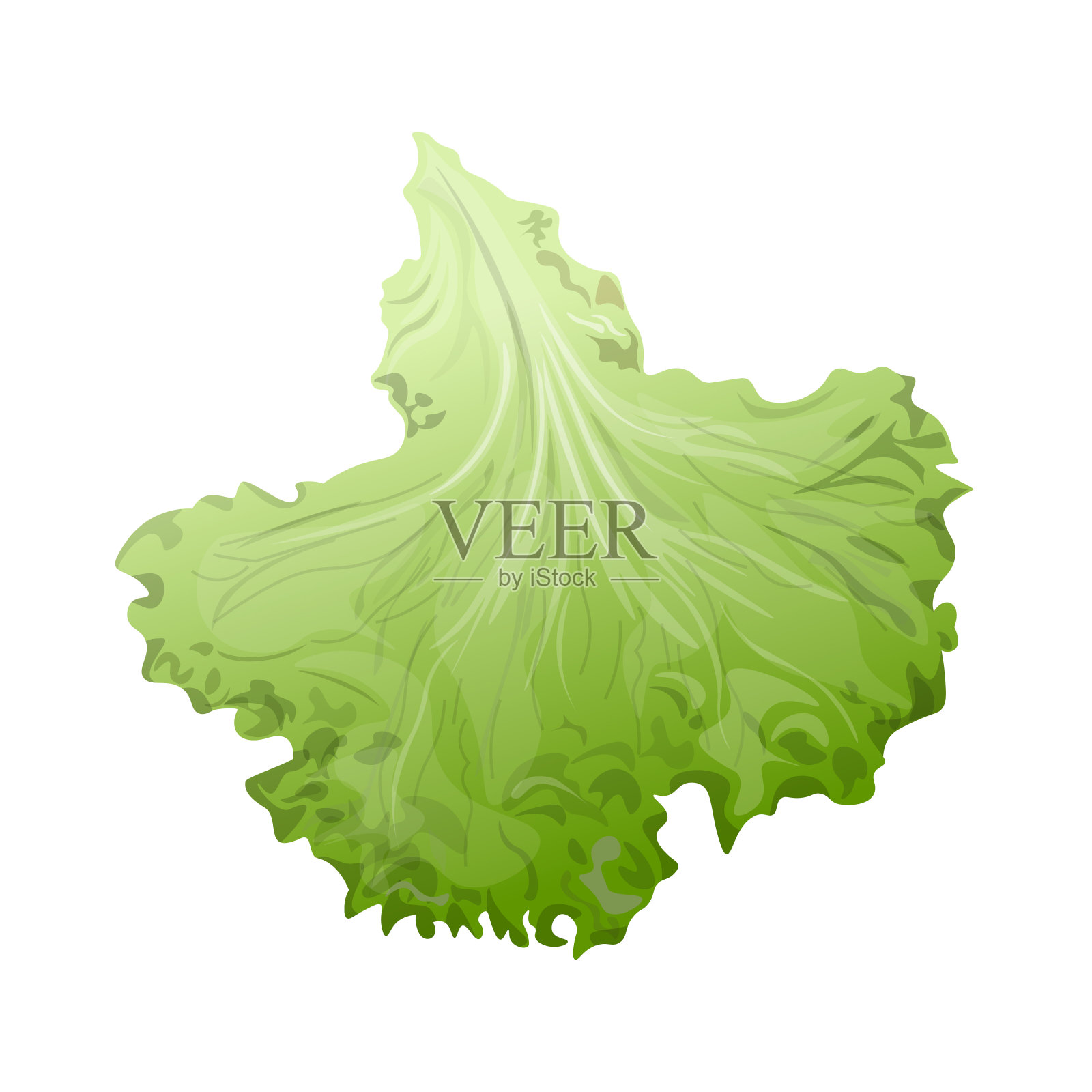 绿色生菜叶矢量图像插画图片素材