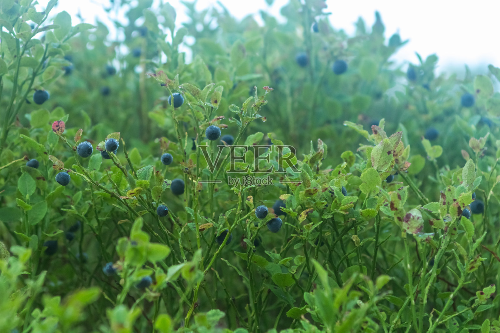 蓝莓照片摄影图片