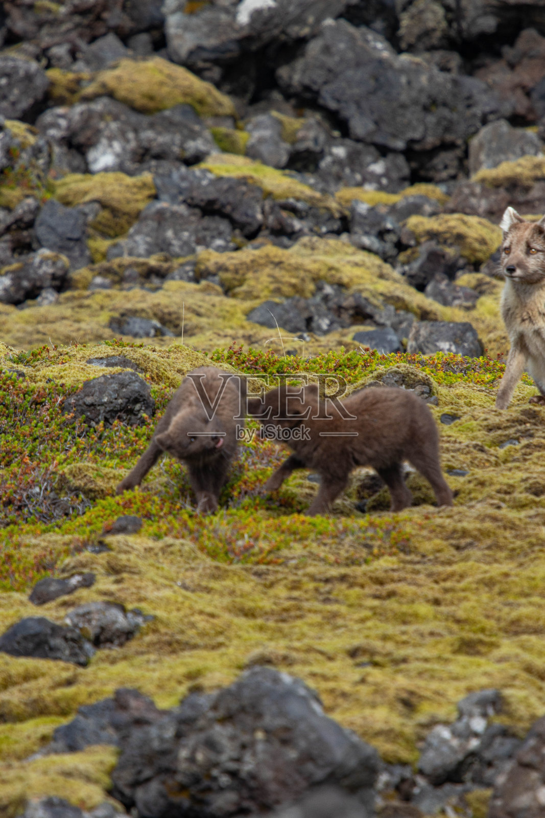 游戏介绍照片摄影图片