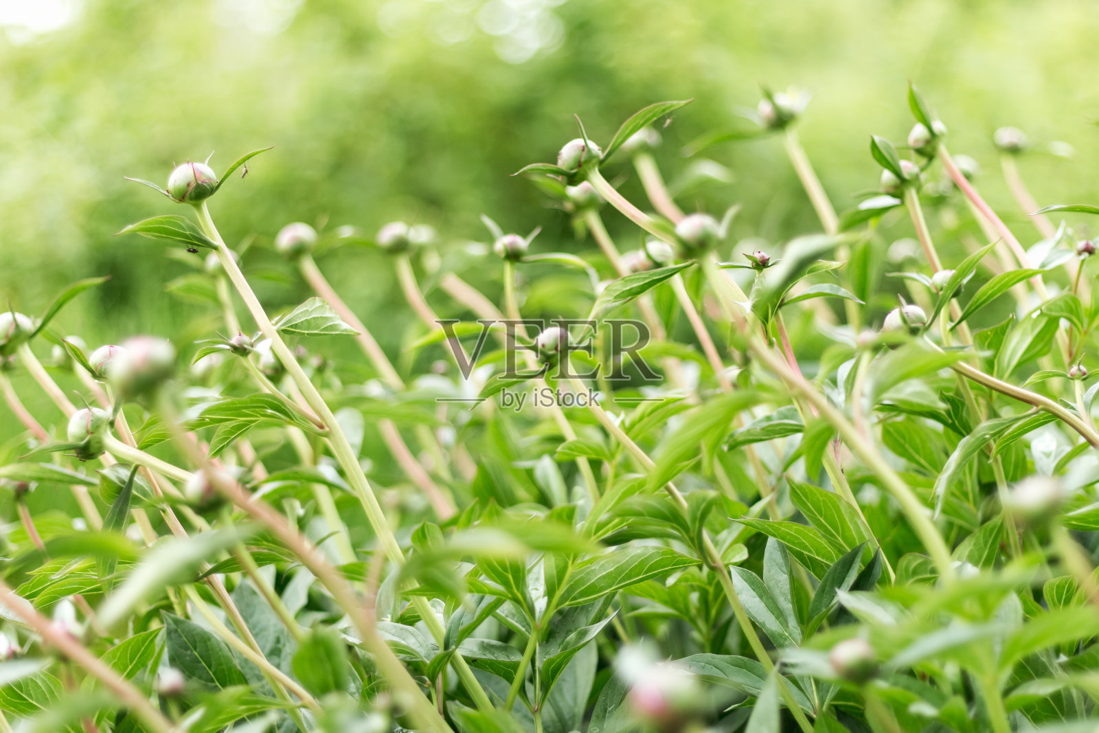 牡丹照片摄影图片