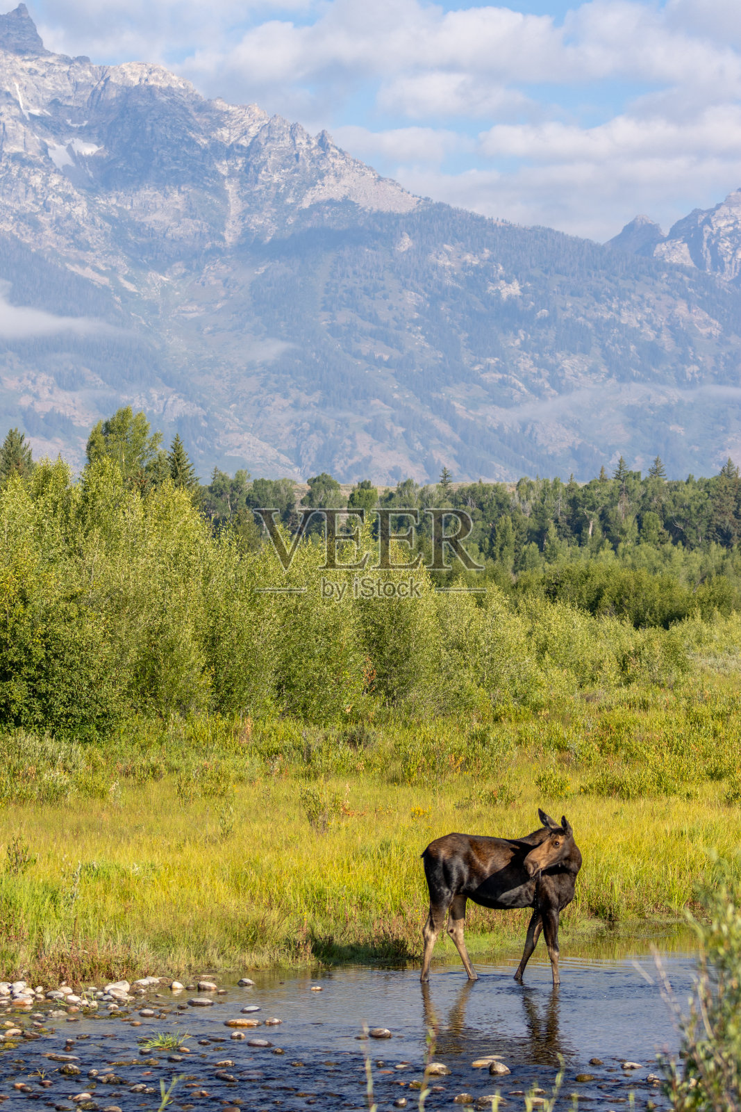 驼鹿照片摄影图片