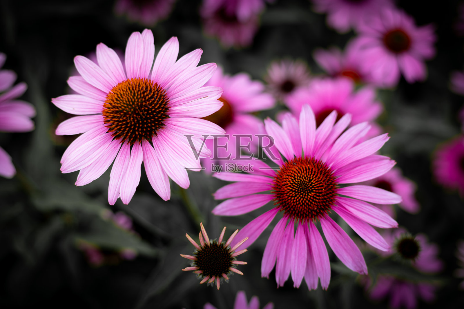 紫锥花紫锥菊惊人的粉红色花在夏天的花园，花园灵感的壁纸或桌面背景照片摄影图片