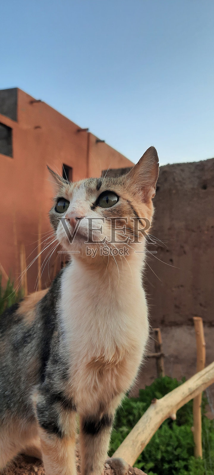 聚焦棕色猫照片摄影图片