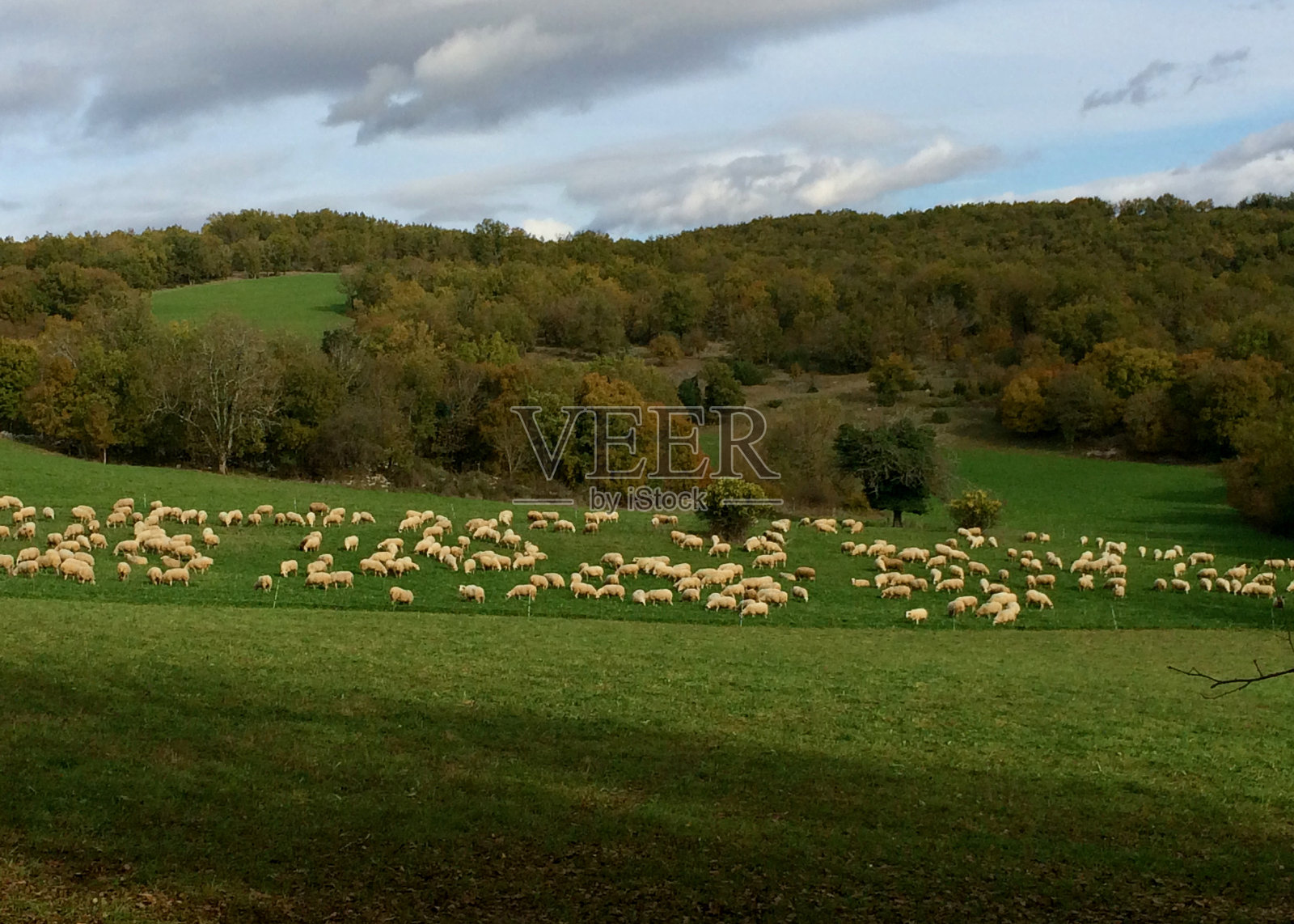 法国的一片羊田照片摄影图片