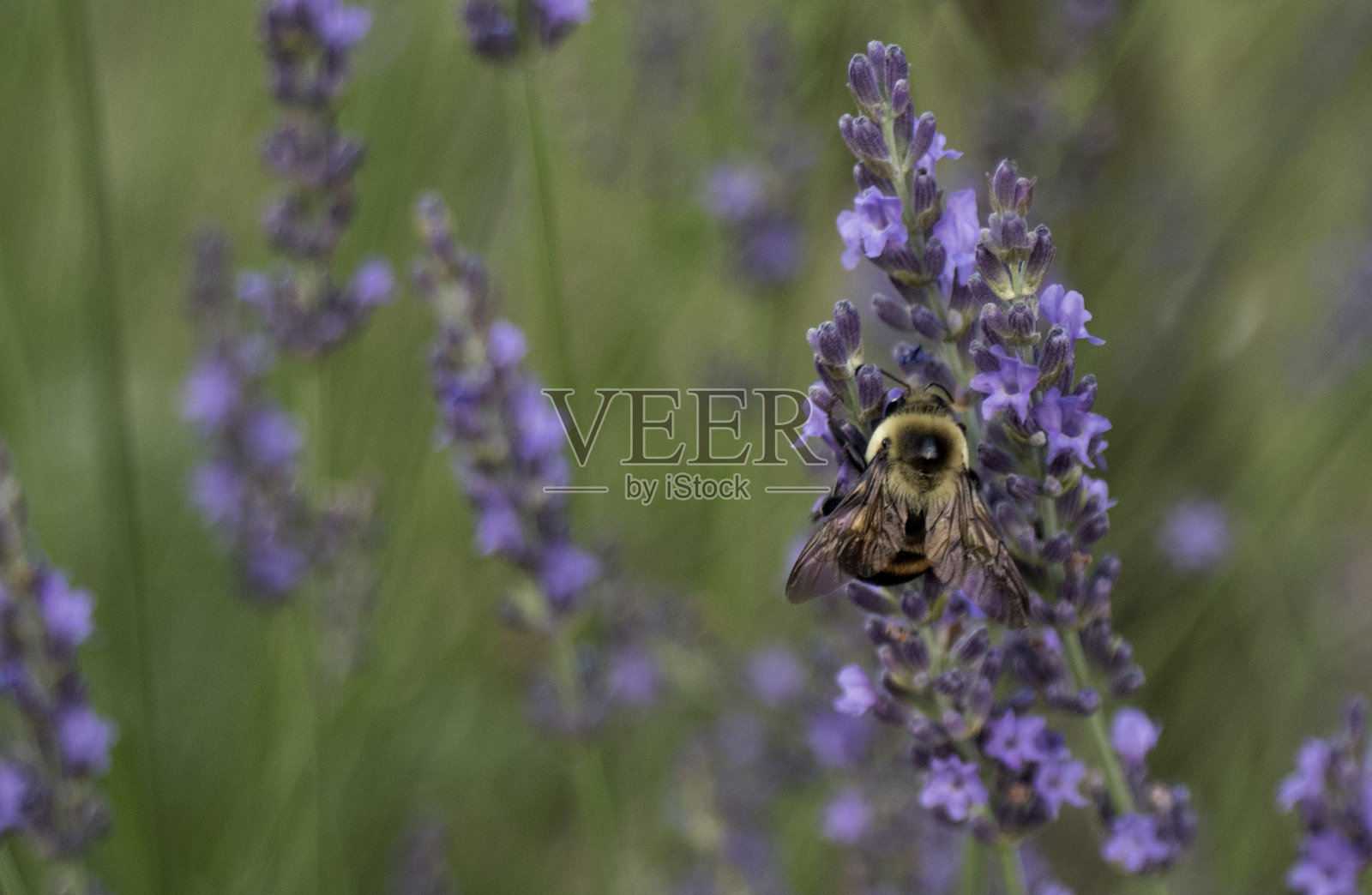 休息的蜜蜂照片摄影图片