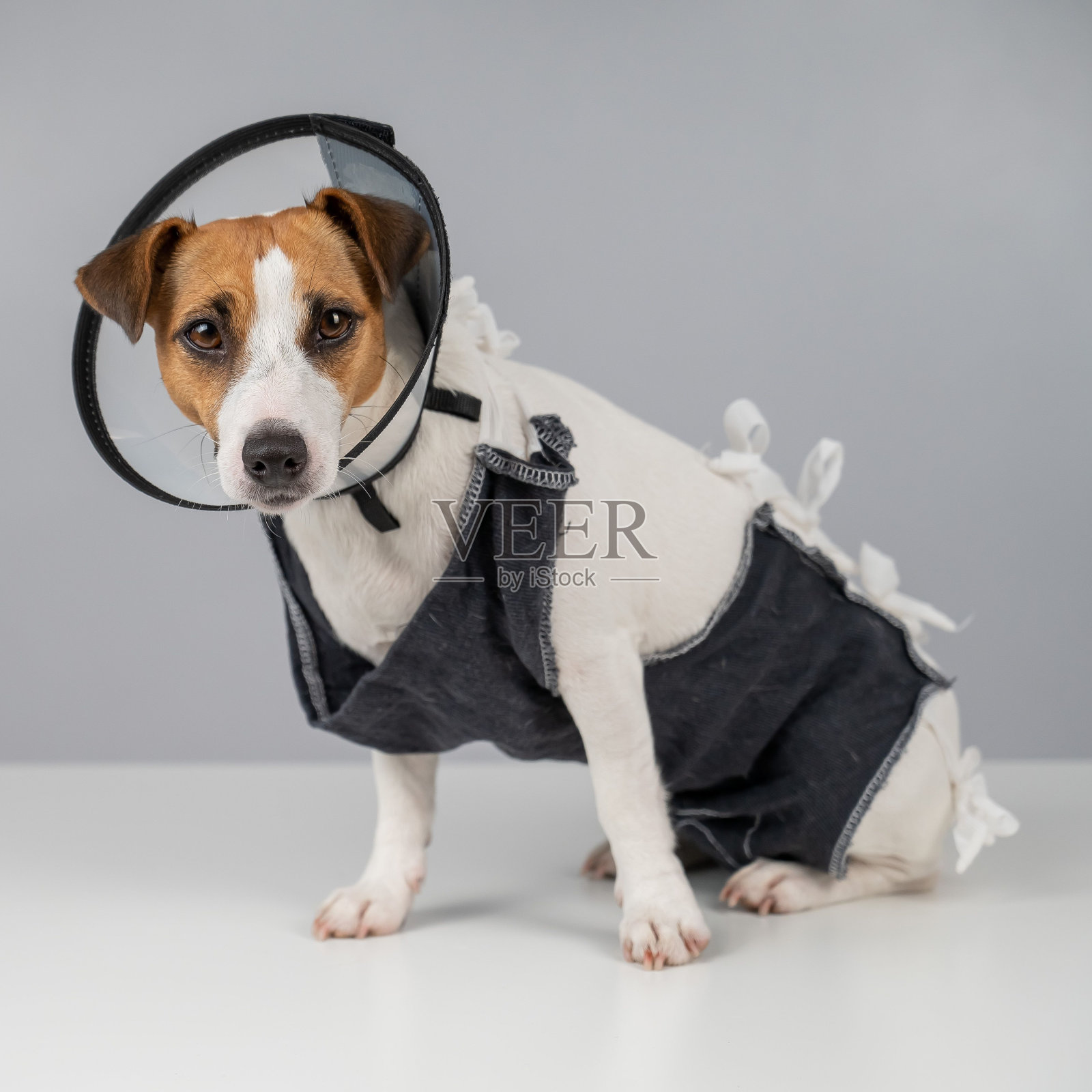 手术后不开心的杰克罗素梗在毯子和锥形项圈里。照片摄影图片