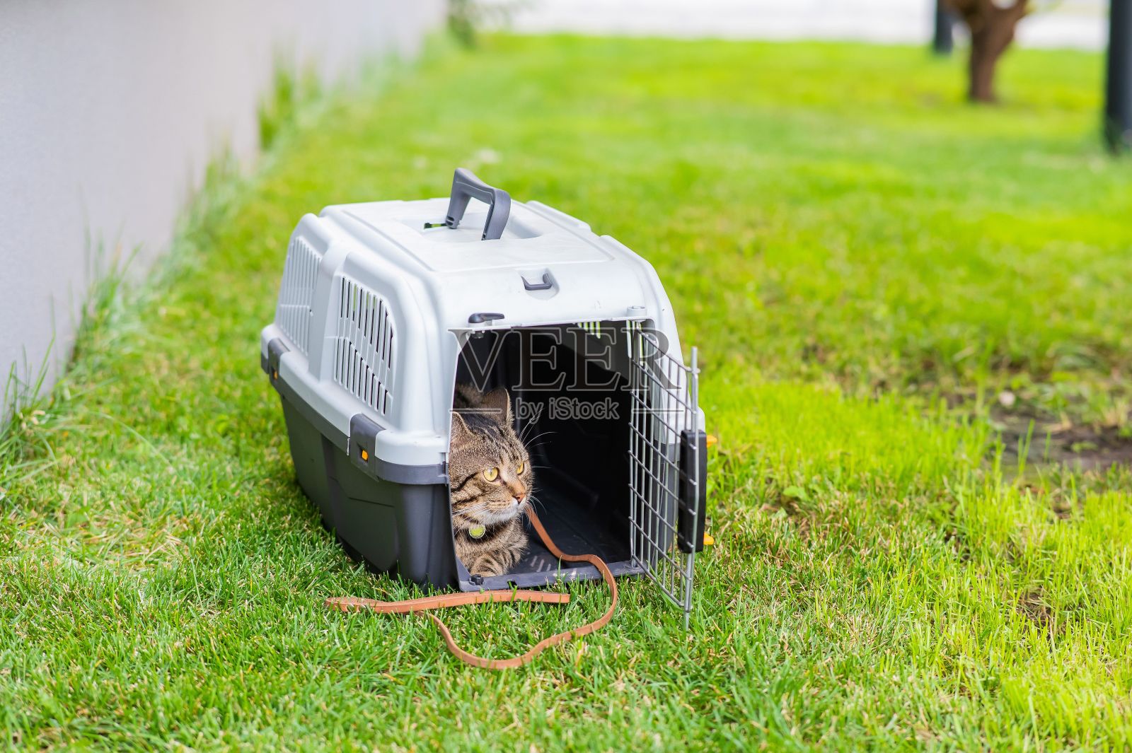 一只灰色的虎斑猫躺在户外绿草地上的笼子里。照片摄影图片