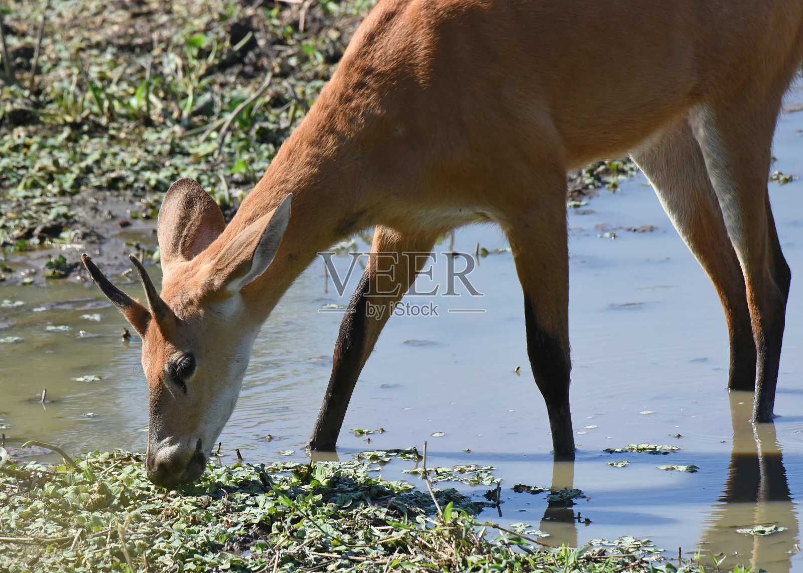 巴西潘塔纳尔河河床植被中觅食的小鹿照片摄影图片
