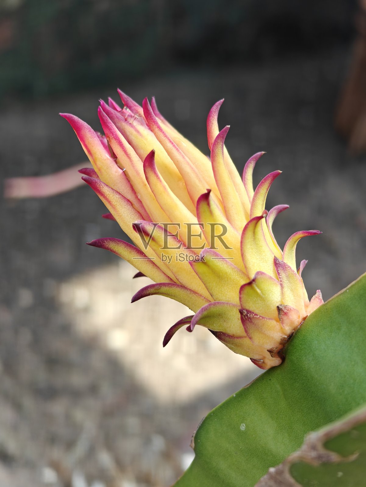 龙果花照片摄影图片