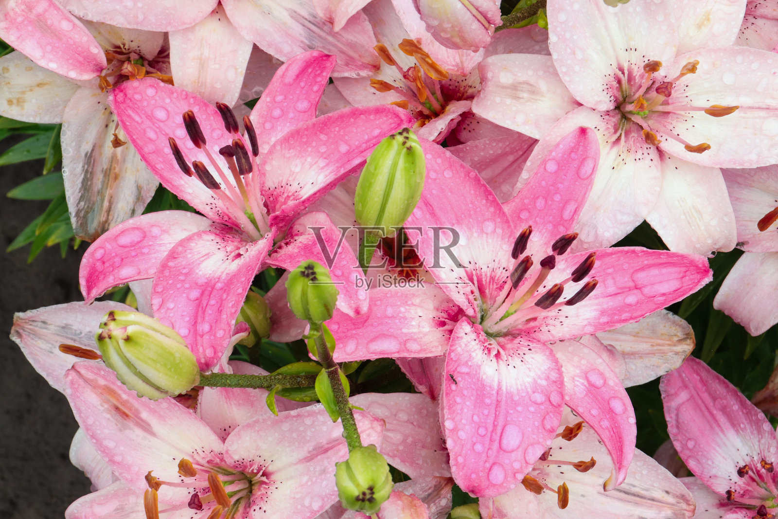 一个温暖、阳光明媚的下午，花园里花瓣上有水滴的粉色百合特写照片摄影图片