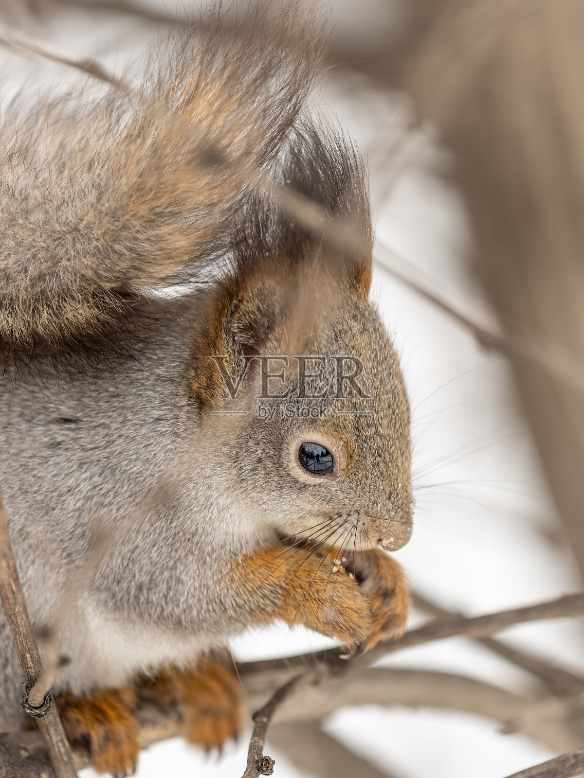 在冬天或深秋，带着坚果的松鼠栖息在树上。照片摄影图片