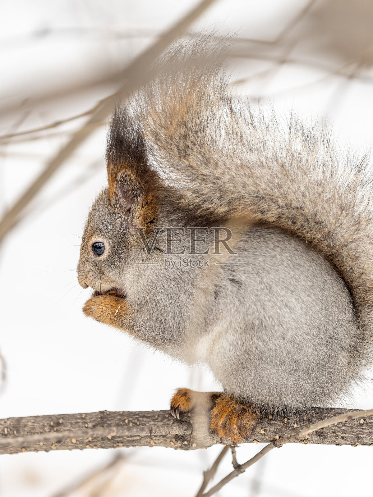 在冬天或深秋，带着坚果的松鼠栖息在树上。照片摄影图片