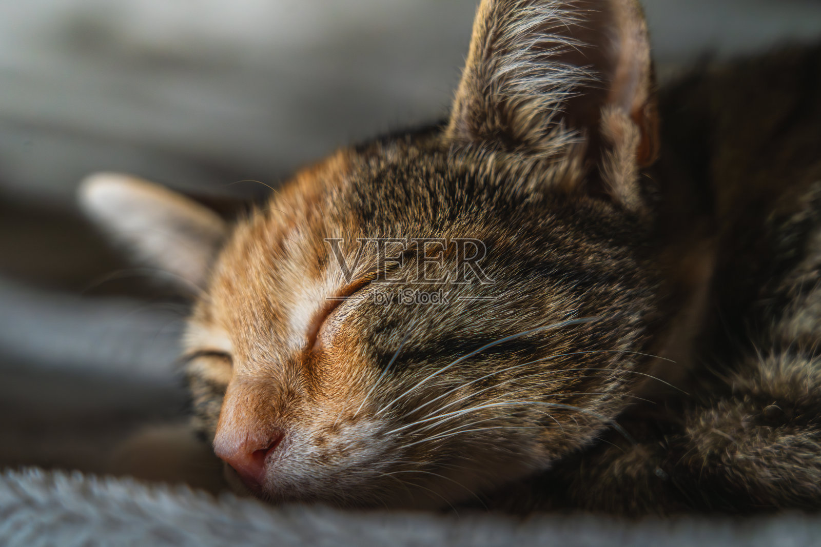安静地闭着眼睛睡觉的虎斑猫。温馨舒适的氛围，让人心旷神怡照片摄影图片