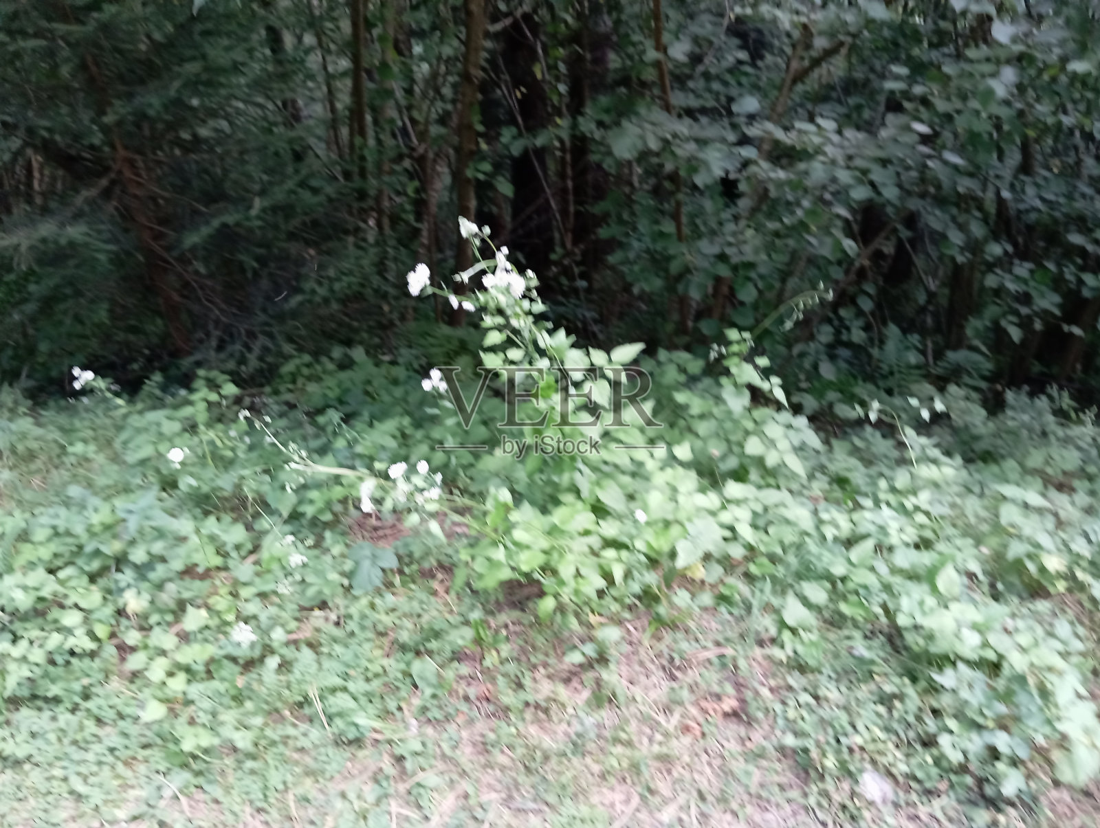 特雷别维奇山的奇妙自然照片摄影图片