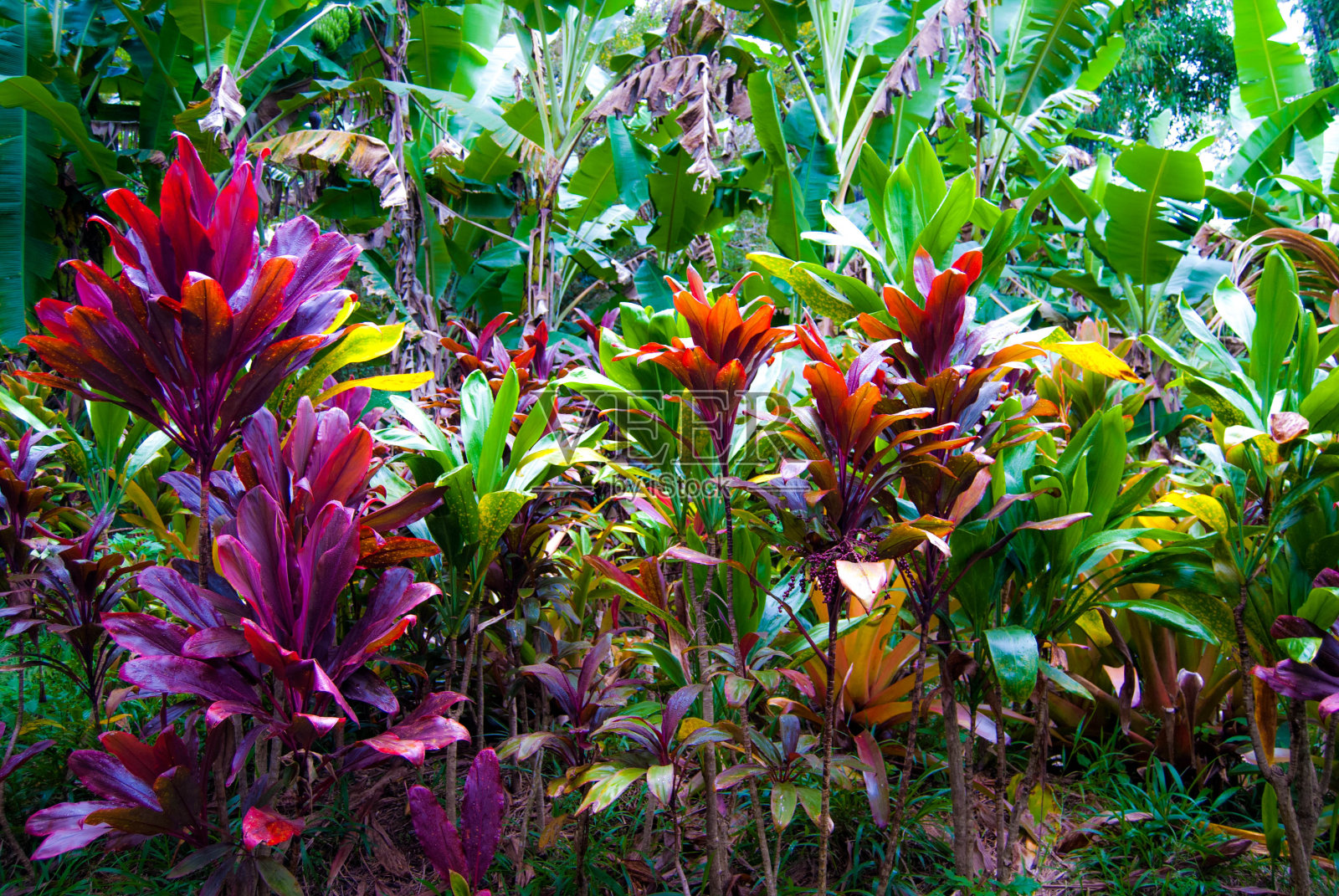 夏威夷毛伊岛雨林中的红钛植物和香蕉树照片摄影图片