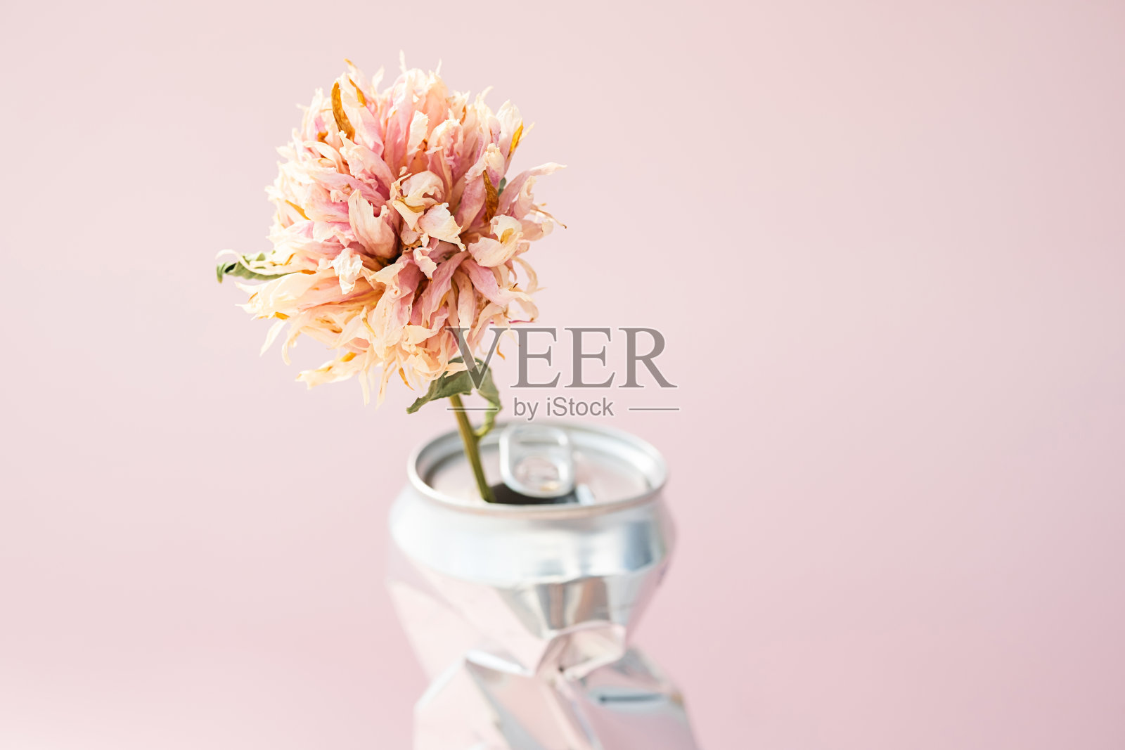 娇嫩的枯萎的花放在碎苏打水里可以当花瓶用。照片摄影图片