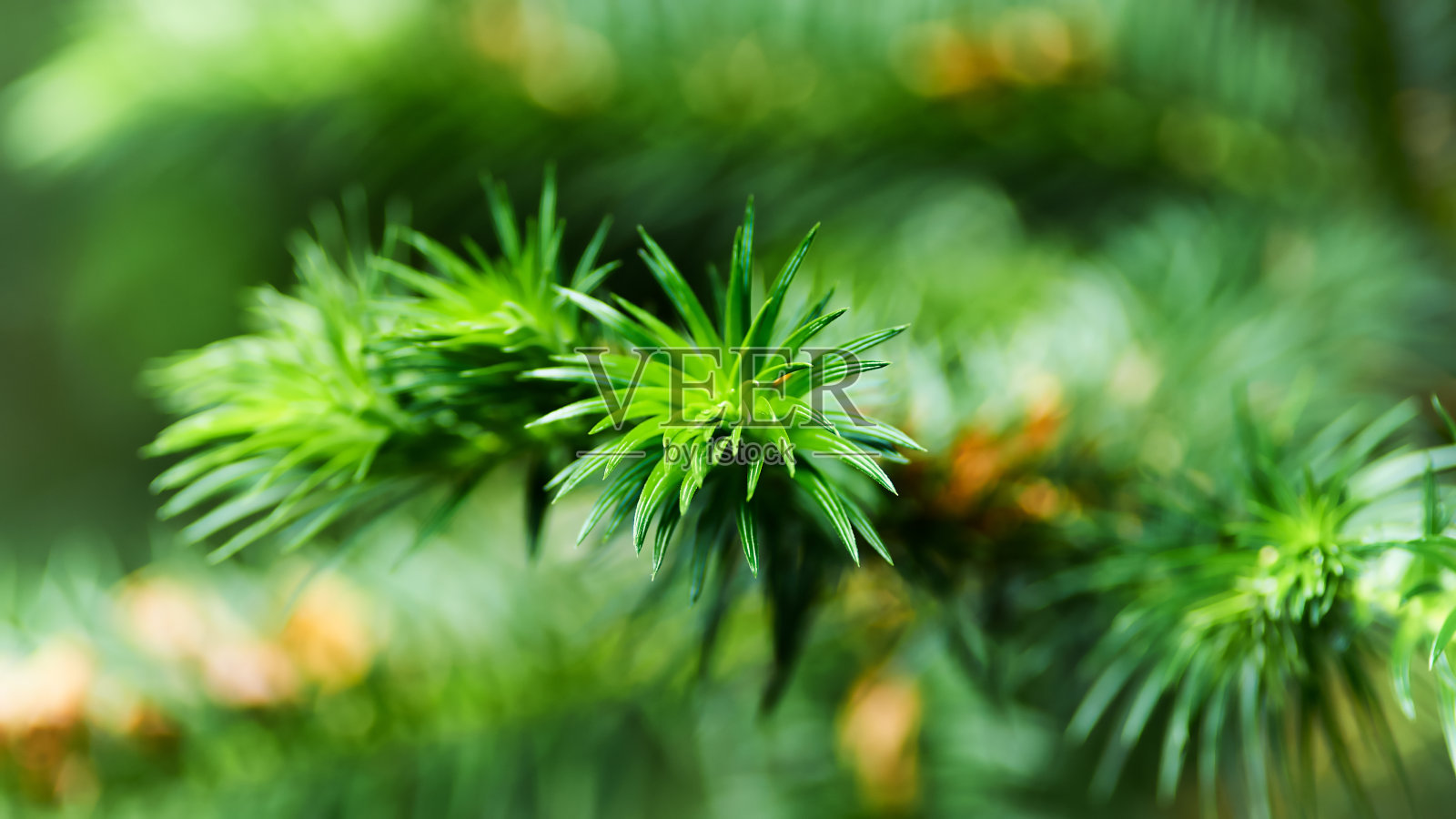 绿叶的背景。选择性和软焦点。副本的空间。照片摄影图片