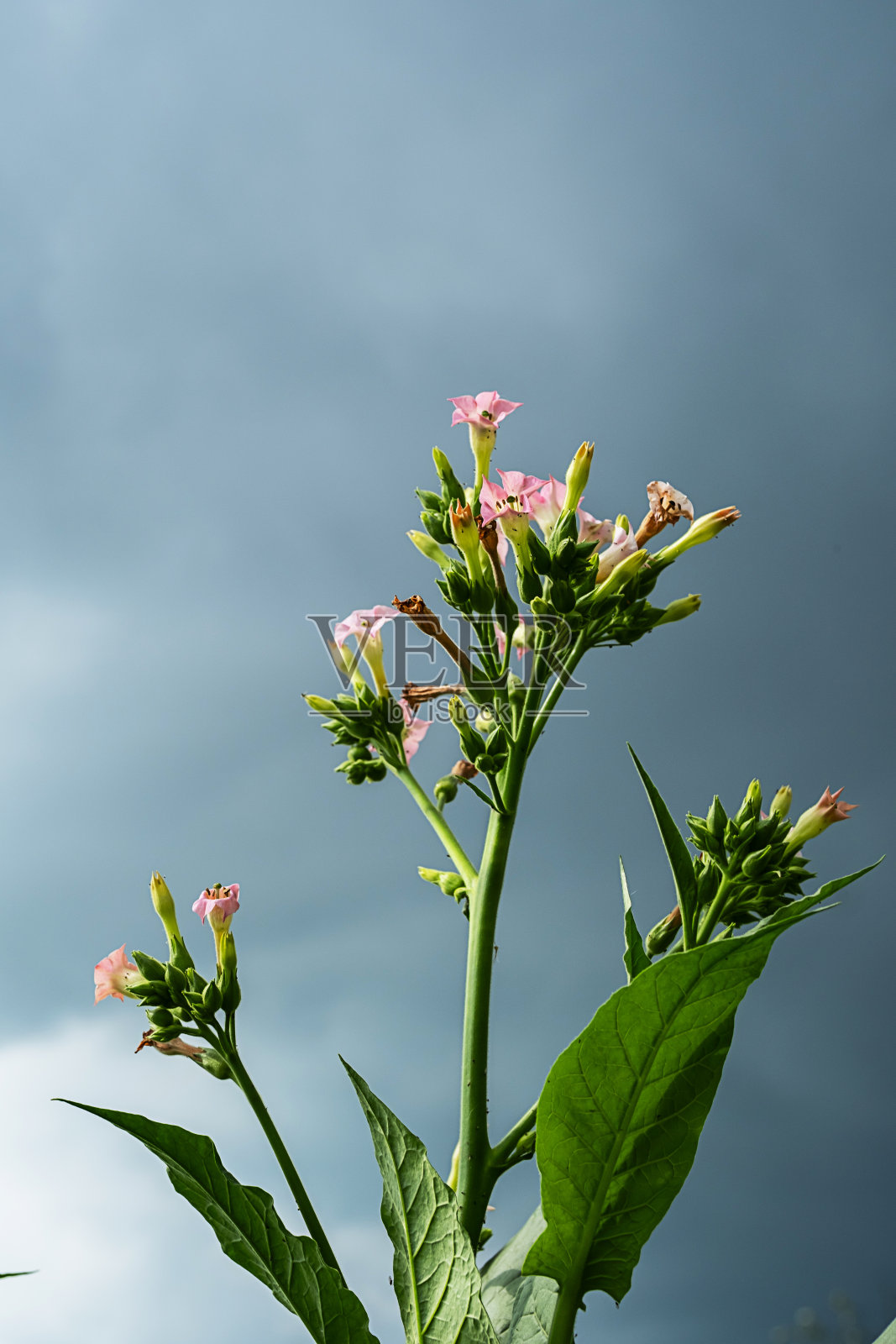 烟草植物绿色的叶子和粉红色的花在暴风雨的天空。照片摄影图片