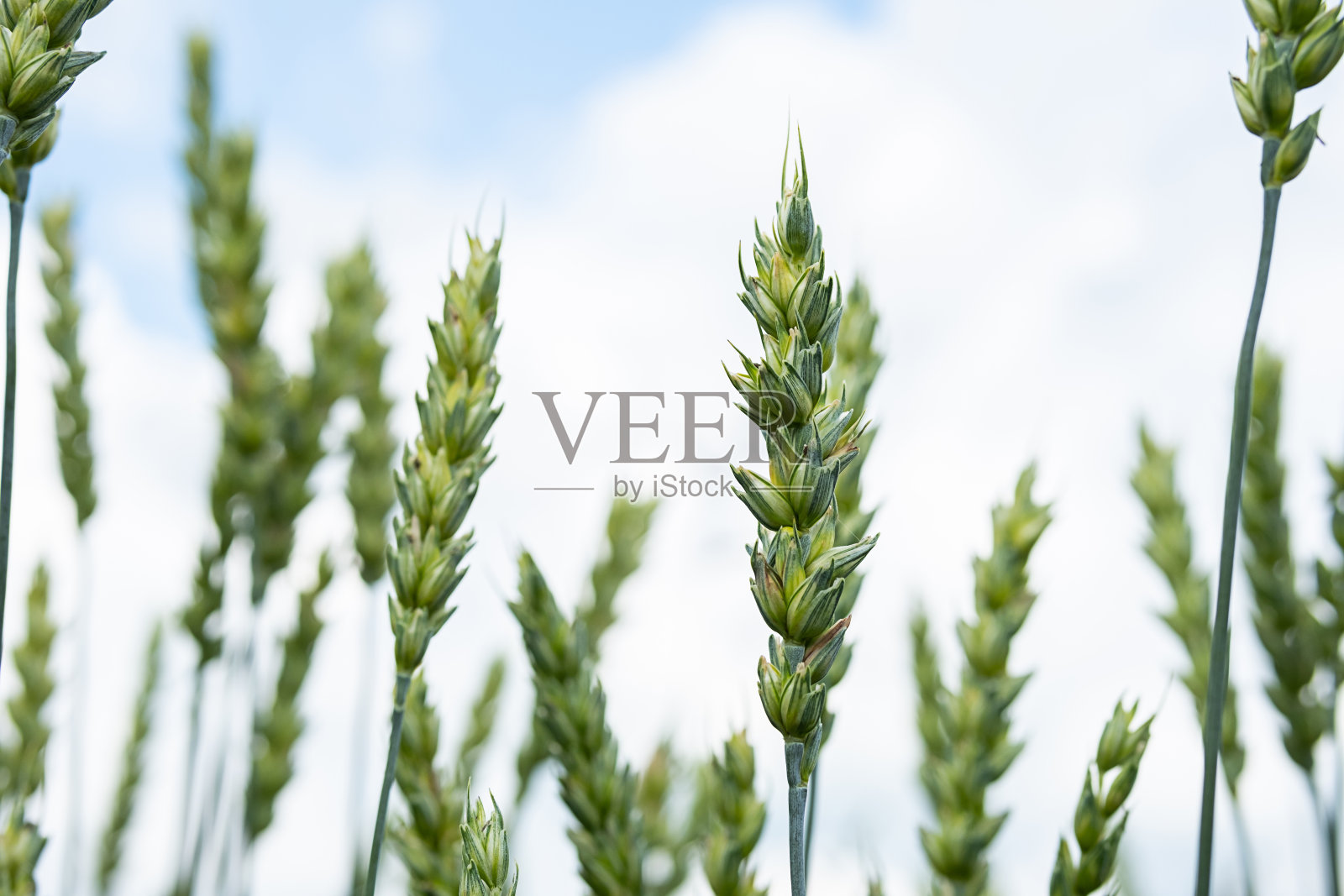 绿色小麦穗在模糊的天空背景下的特写。照片摄影图片