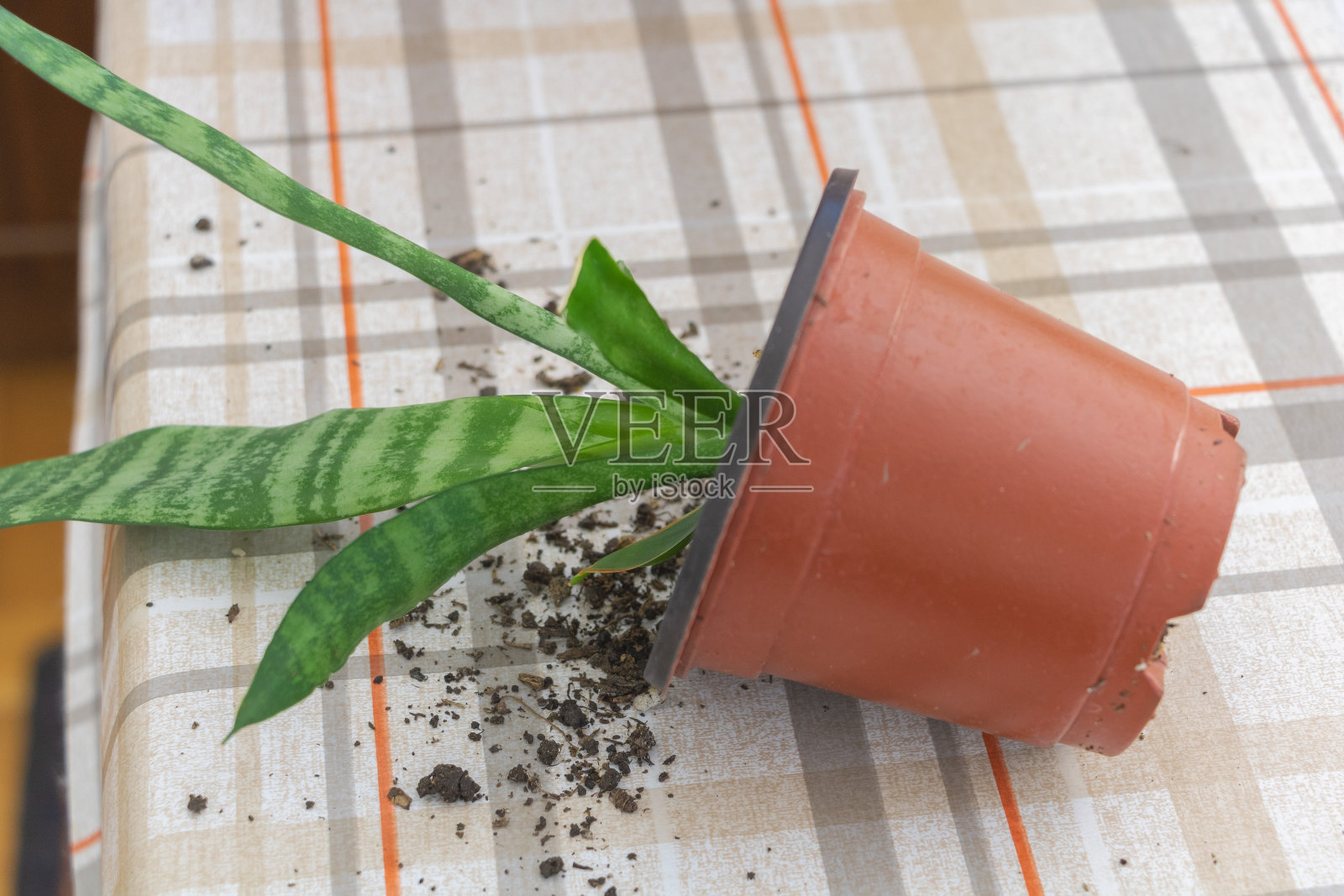 一个蛇形花盆，上面的泥土掉了出来，放在一张铺着格子布的办公桌上照片摄影图片