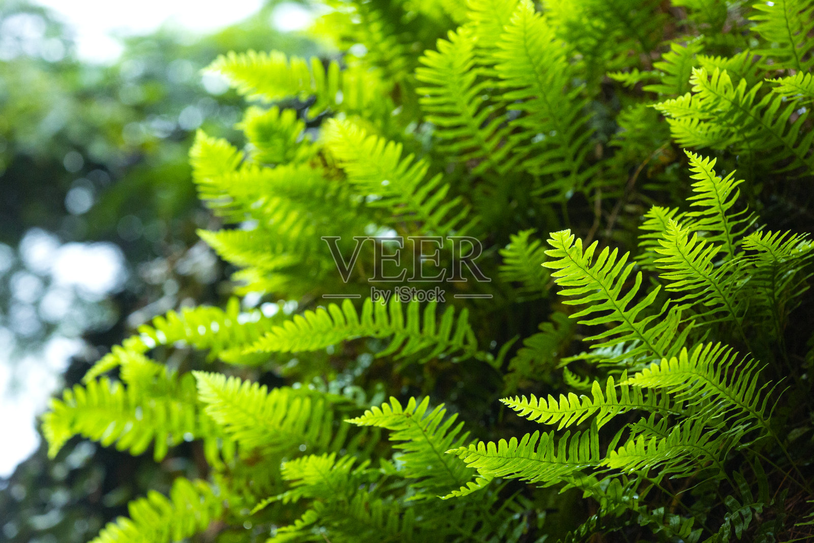 新罕布什尔州苏纳皮的一块巨石上的水螅类蕨类植物。照片摄影图片