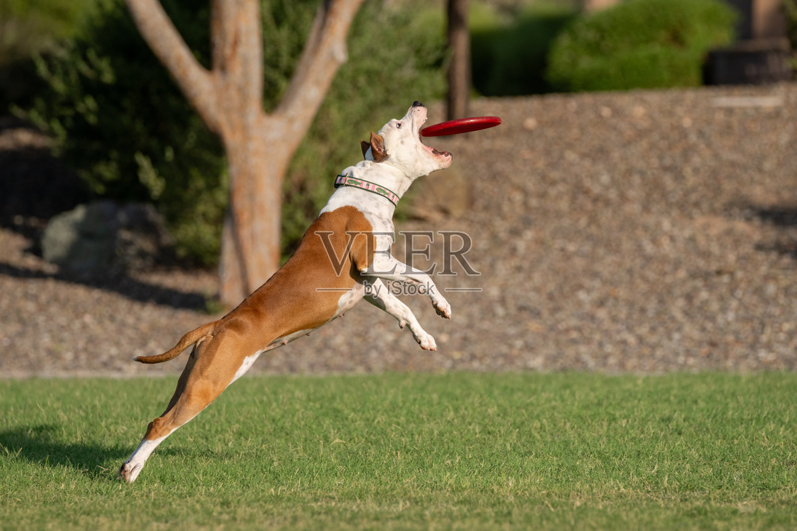 美国斯塔福德梗跳跃到一个圆盘照片摄影图片