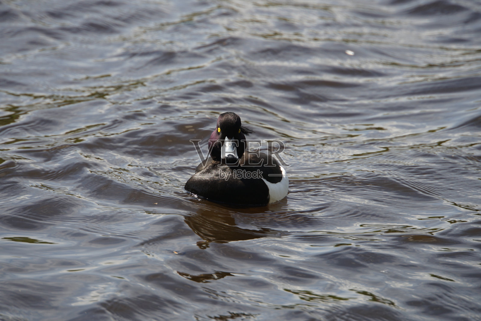 游泳簇绒鸭照片摄影图片
