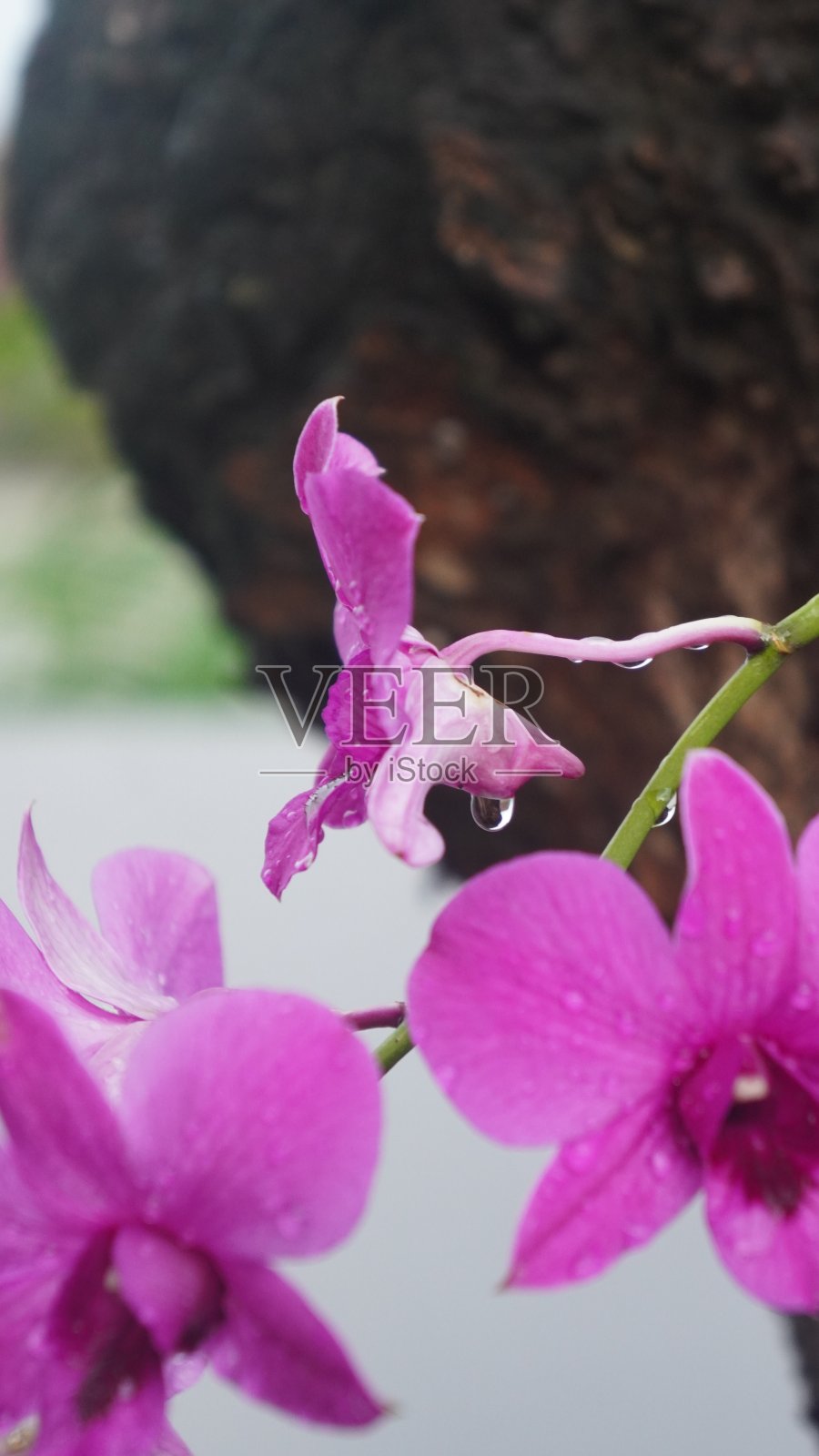 兰花照片摄影图片