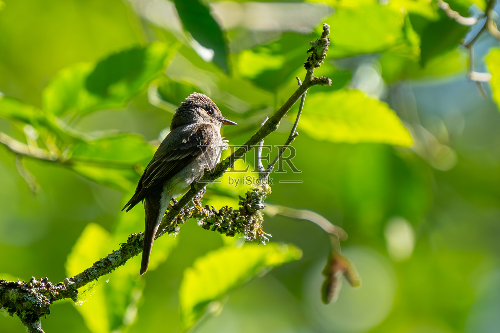 西部的小鸟在捕食昆虫的间隙会停下来照片摄影图片