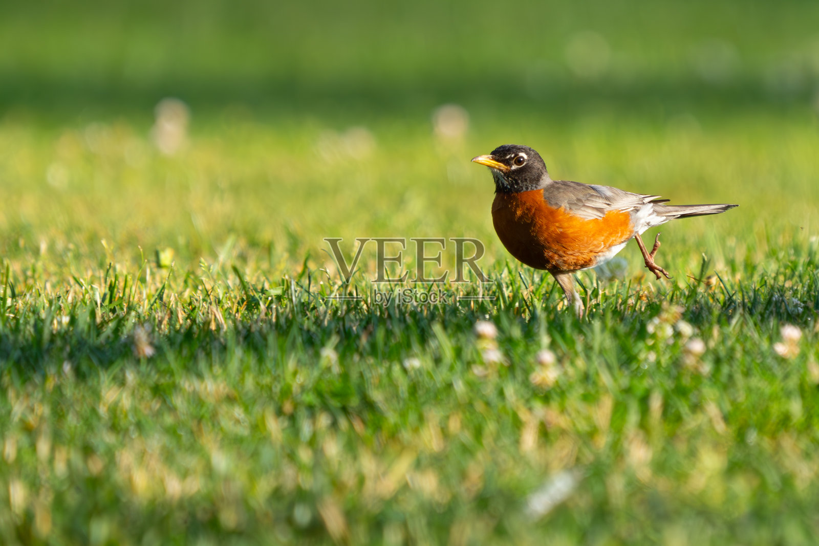 美国知更鸟为雏鸟收集食物照片摄影图片