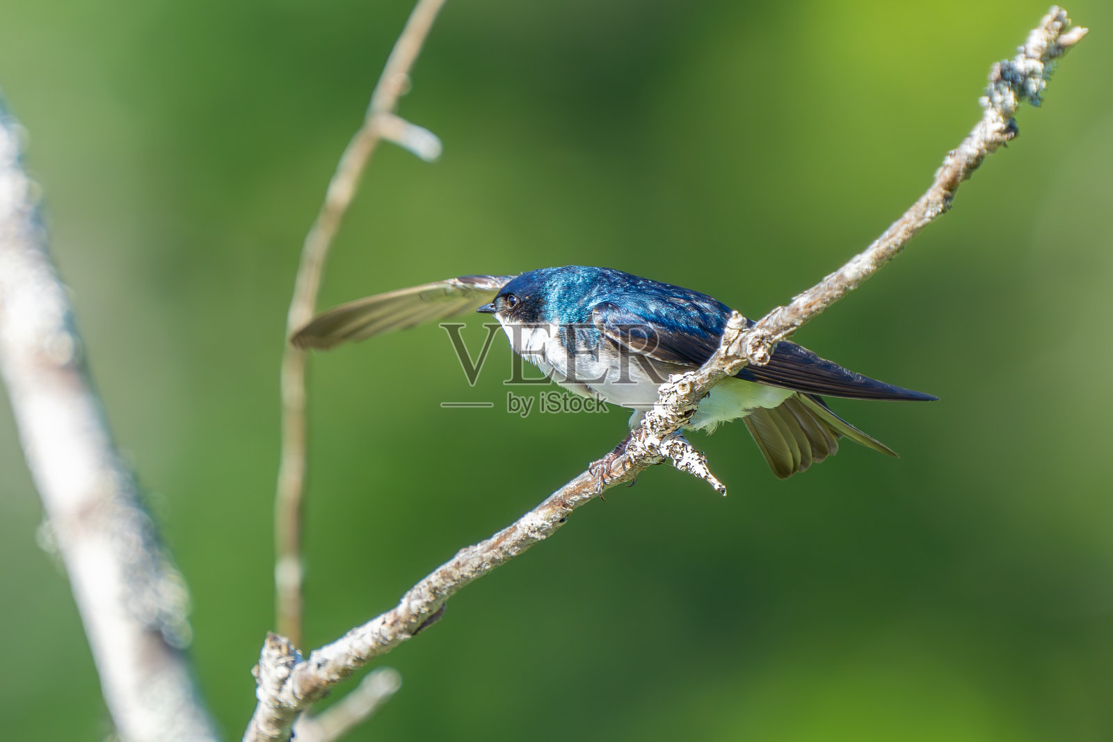 彩虹色的树燕在捕食昆虫之间休息照片摄影图片