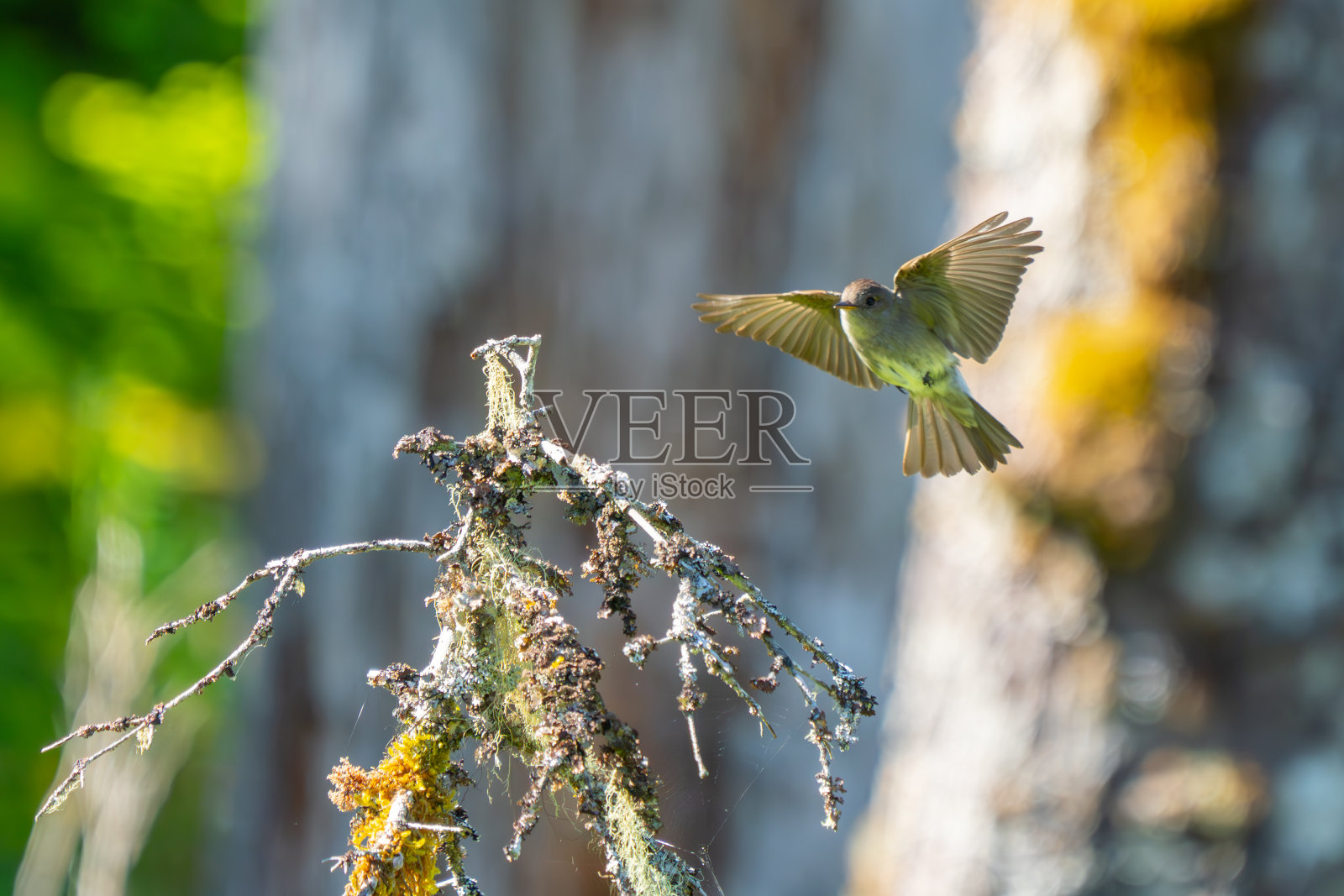 西部的小鸟在捕食昆虫的间隙会停下来照片摄影图片
